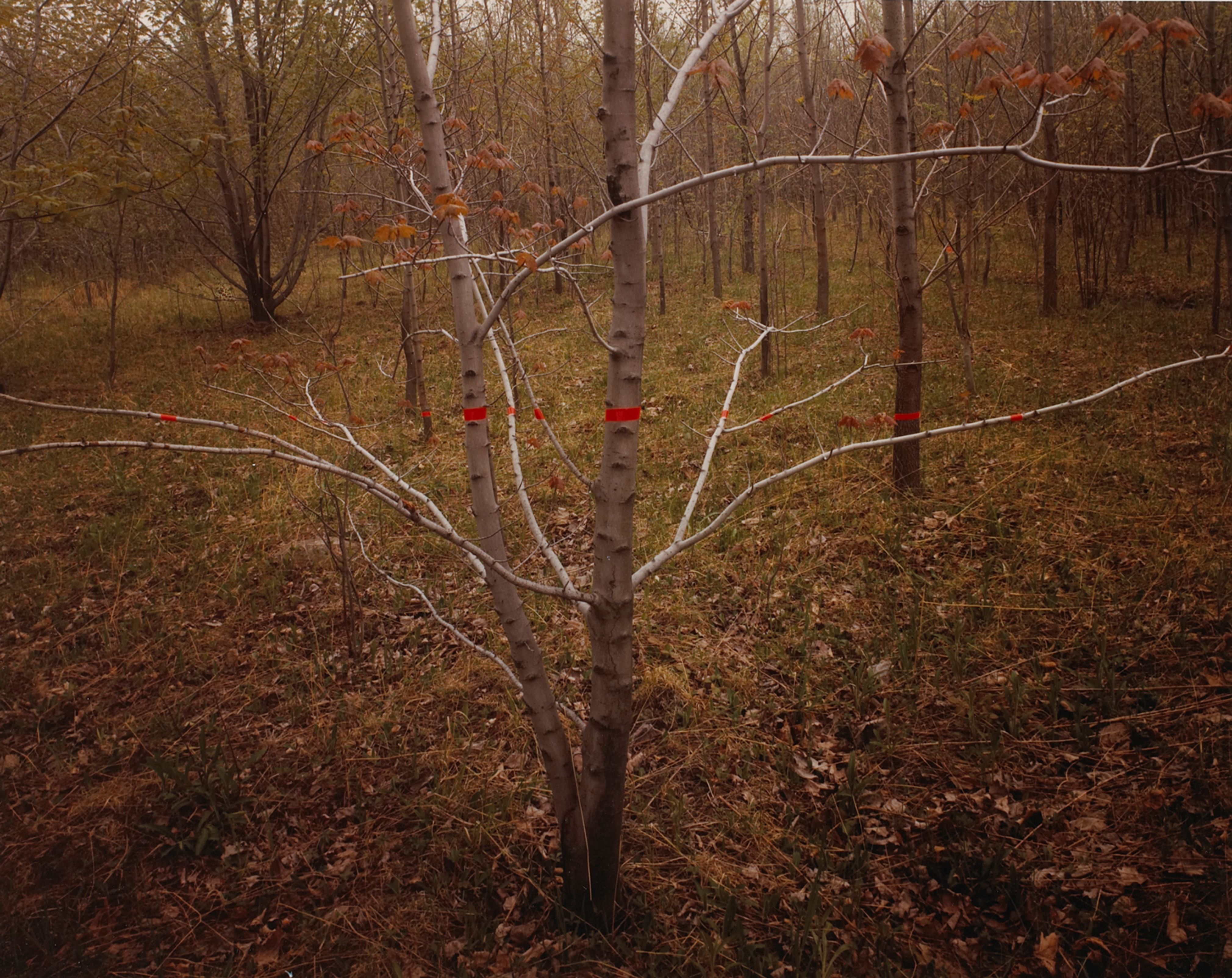 Red Tape, Silver Tree, Silver Creek, New York