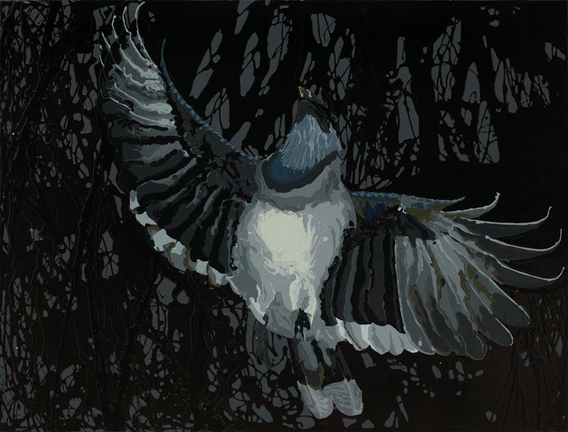 Blue Jay A.