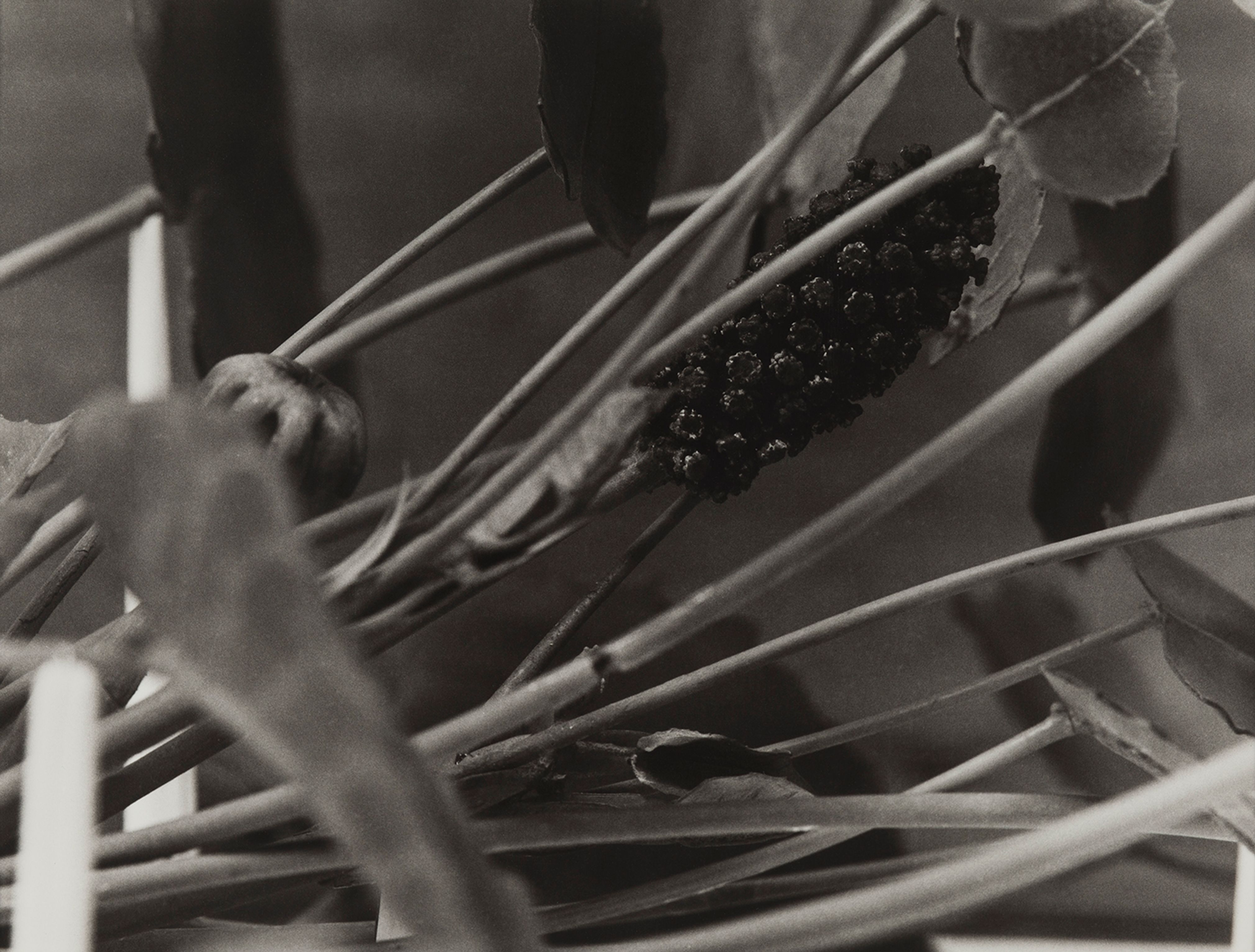 Haiti, 1989
Blaschka Model 601, 1896
Genus no. 4493
Family, Euphorbiaceae
Hura crepitans Linn.
Sandbox Tree