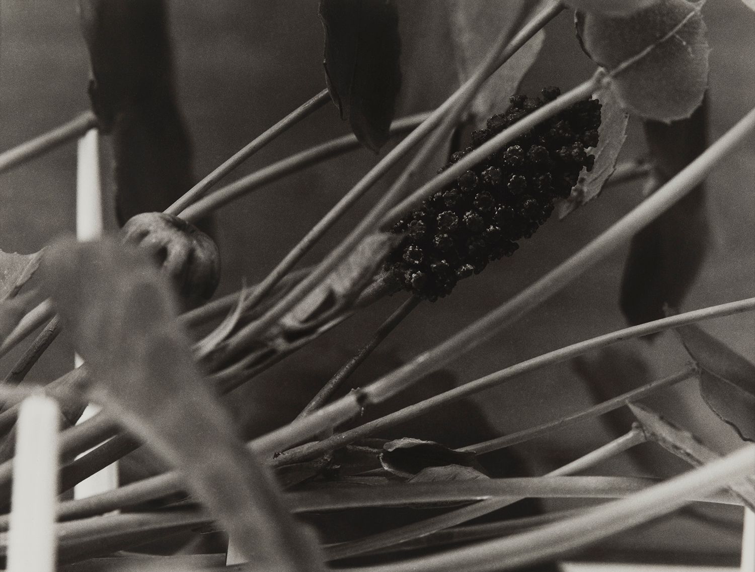 Haiti, 1989
Blaschka Model 601, 1896
Genus no. 4493
Family, Euphorbiaceae
Hura crepitans Linn.
Sandbox Tree