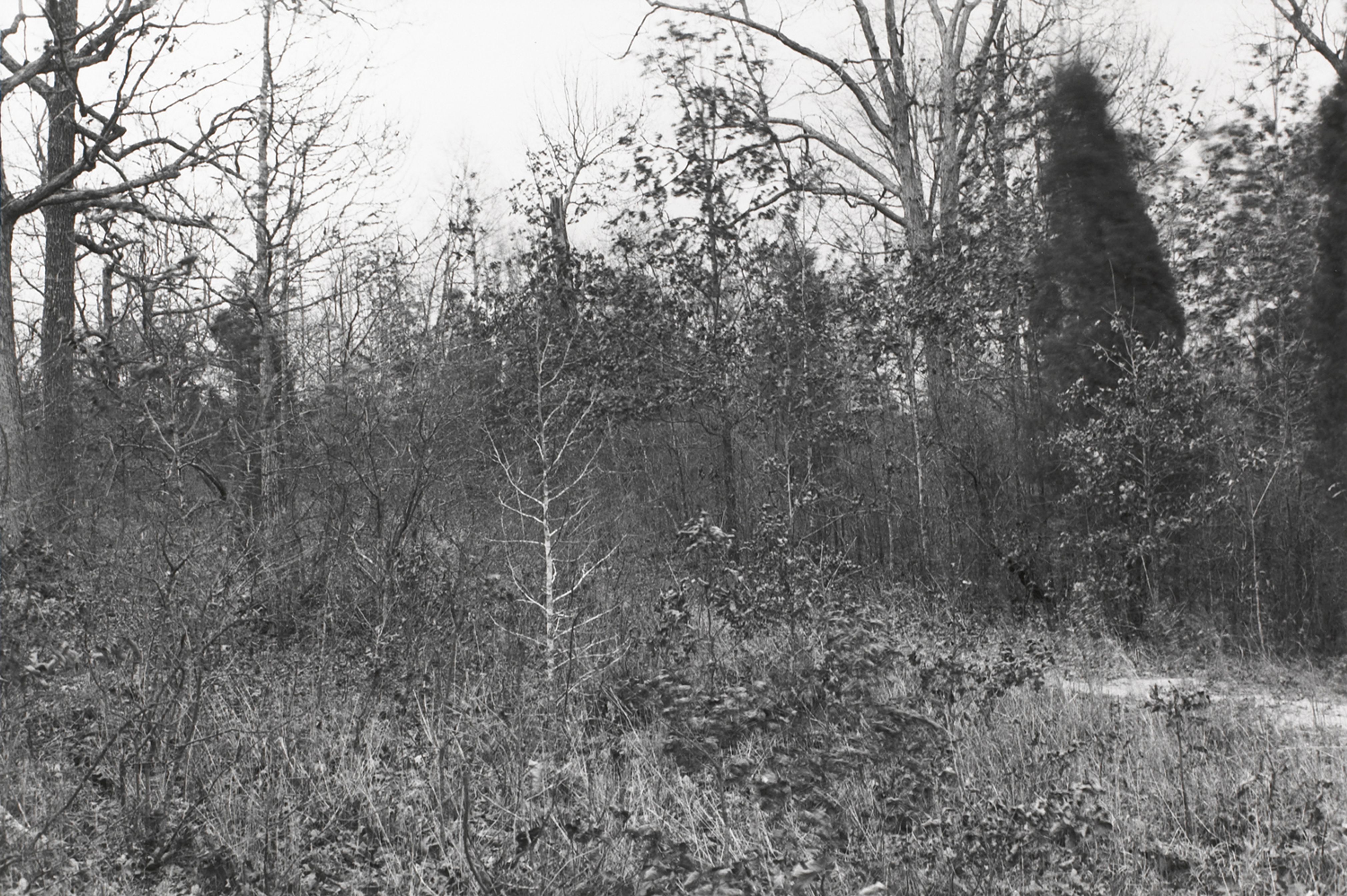 Untitled from Shiloh National Military Park, Tenessee (forest with small dirt road)