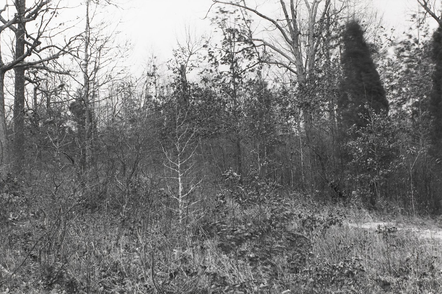 Untitled from Shiloh National Military Park, Tenessee (forest with small dirt road)