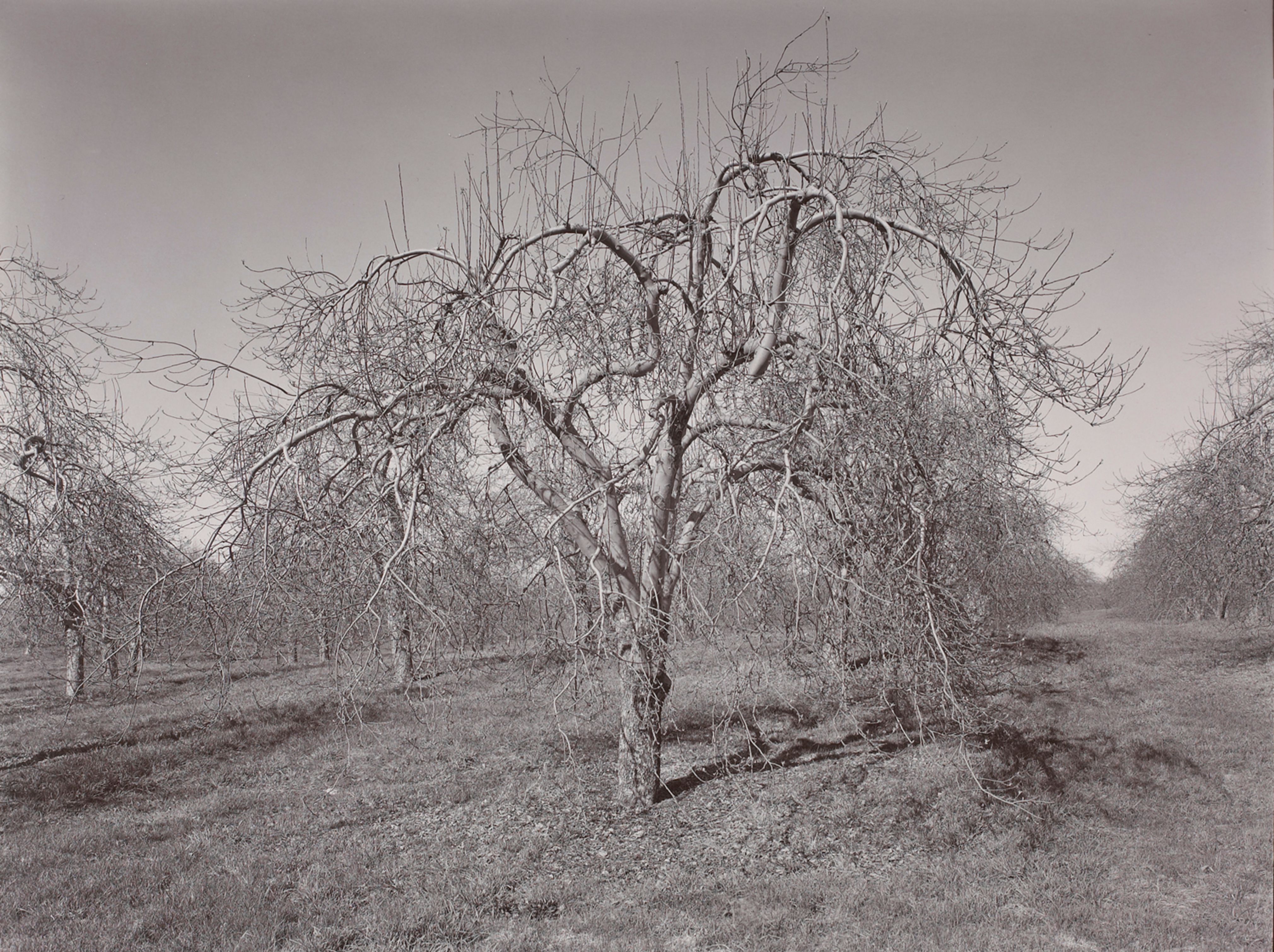 Poultneyville Orchard