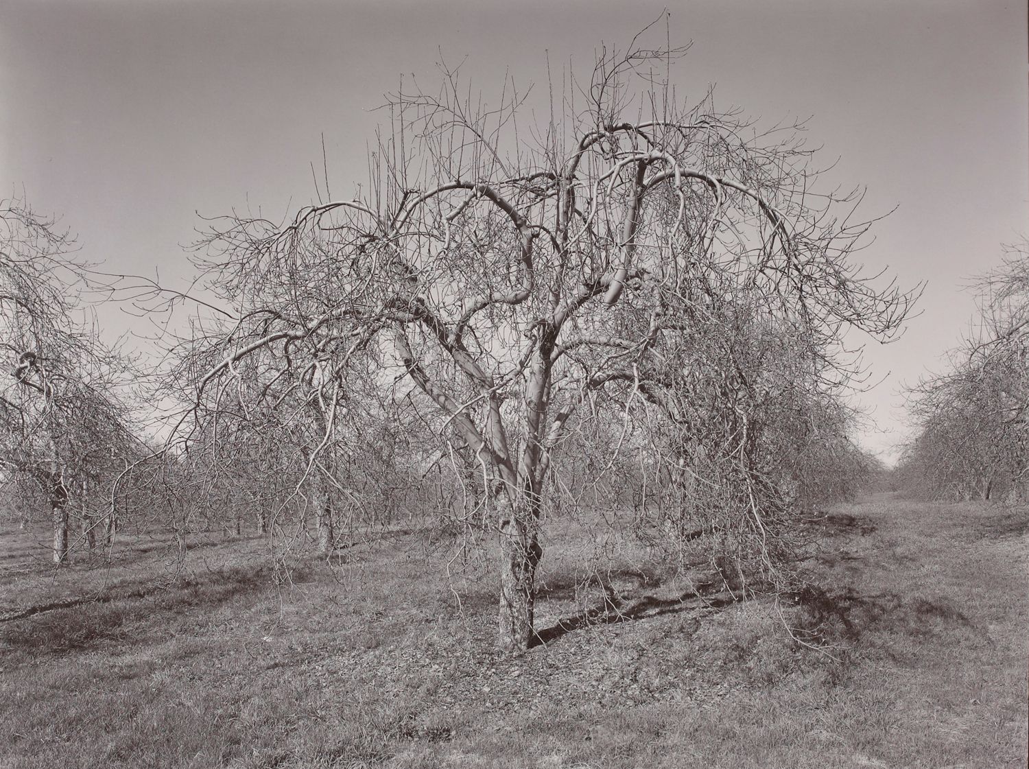 Poultneyville Orchard