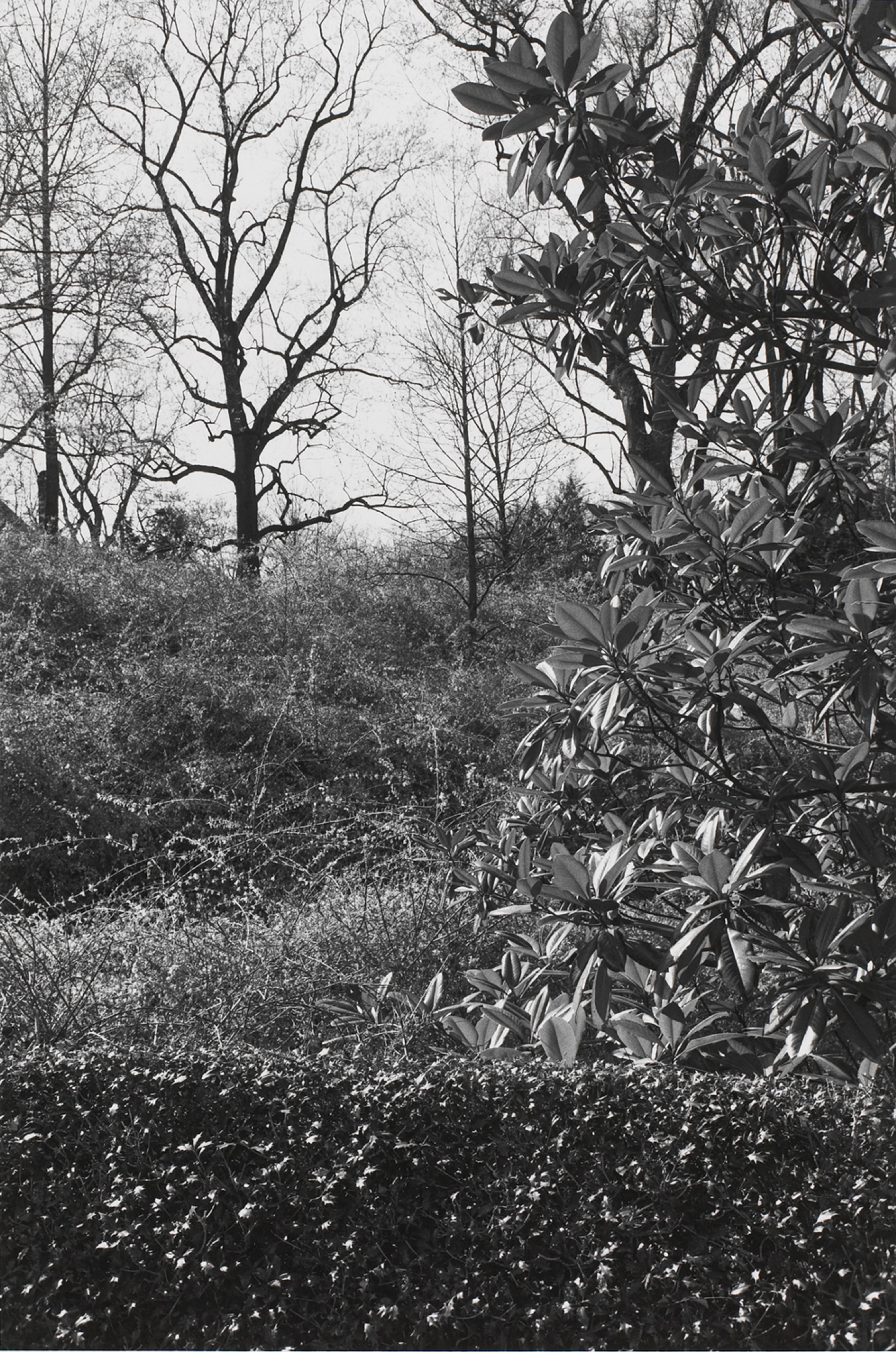 Untitled, Washington, D.C. (Bushes and Trees)