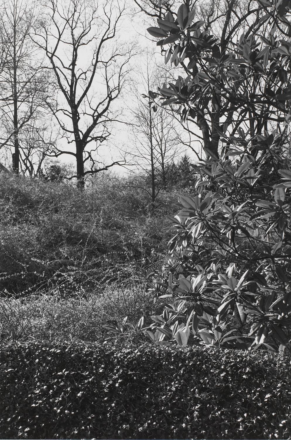 Untitled, Washington, D.C. (Bushes and Trees)