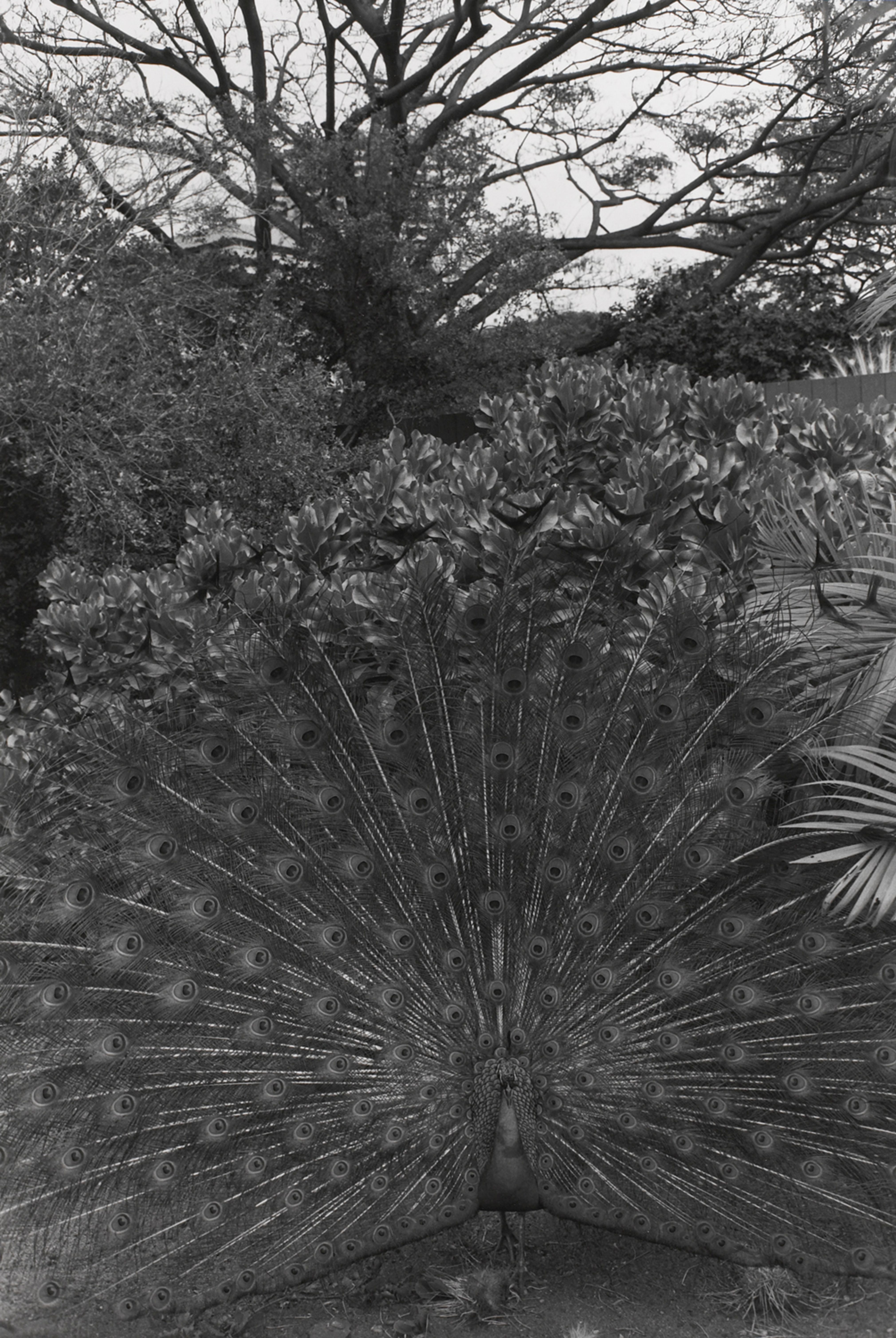 Untitled, Honolulu, Hawaii (Peacock)