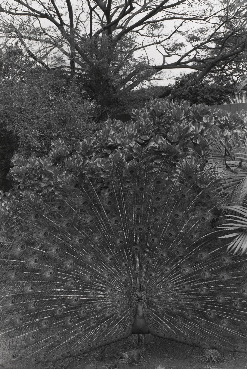 Untitled, Honolulu, Hawaii (Peacock)
