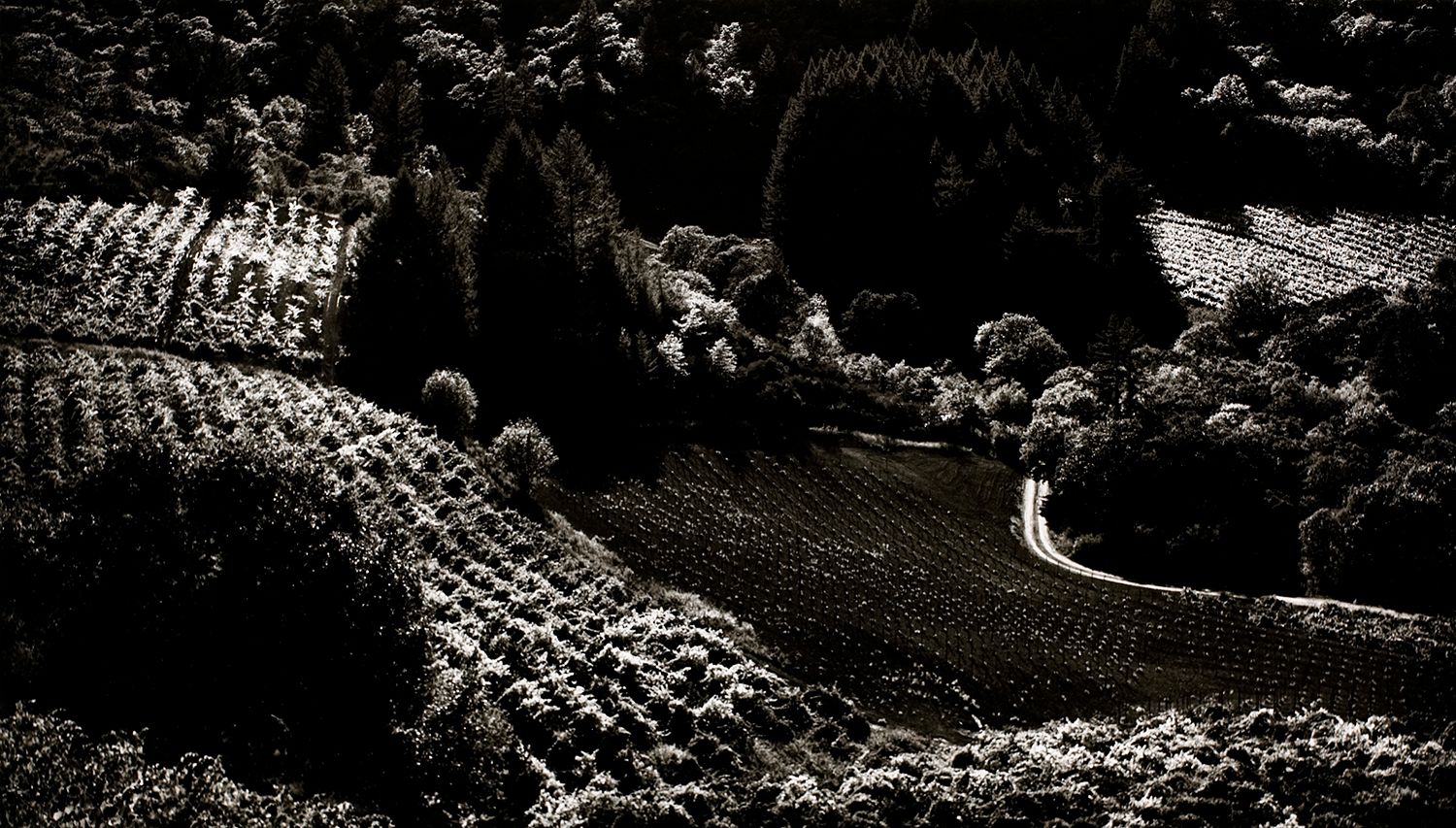 Palmer Vineyards