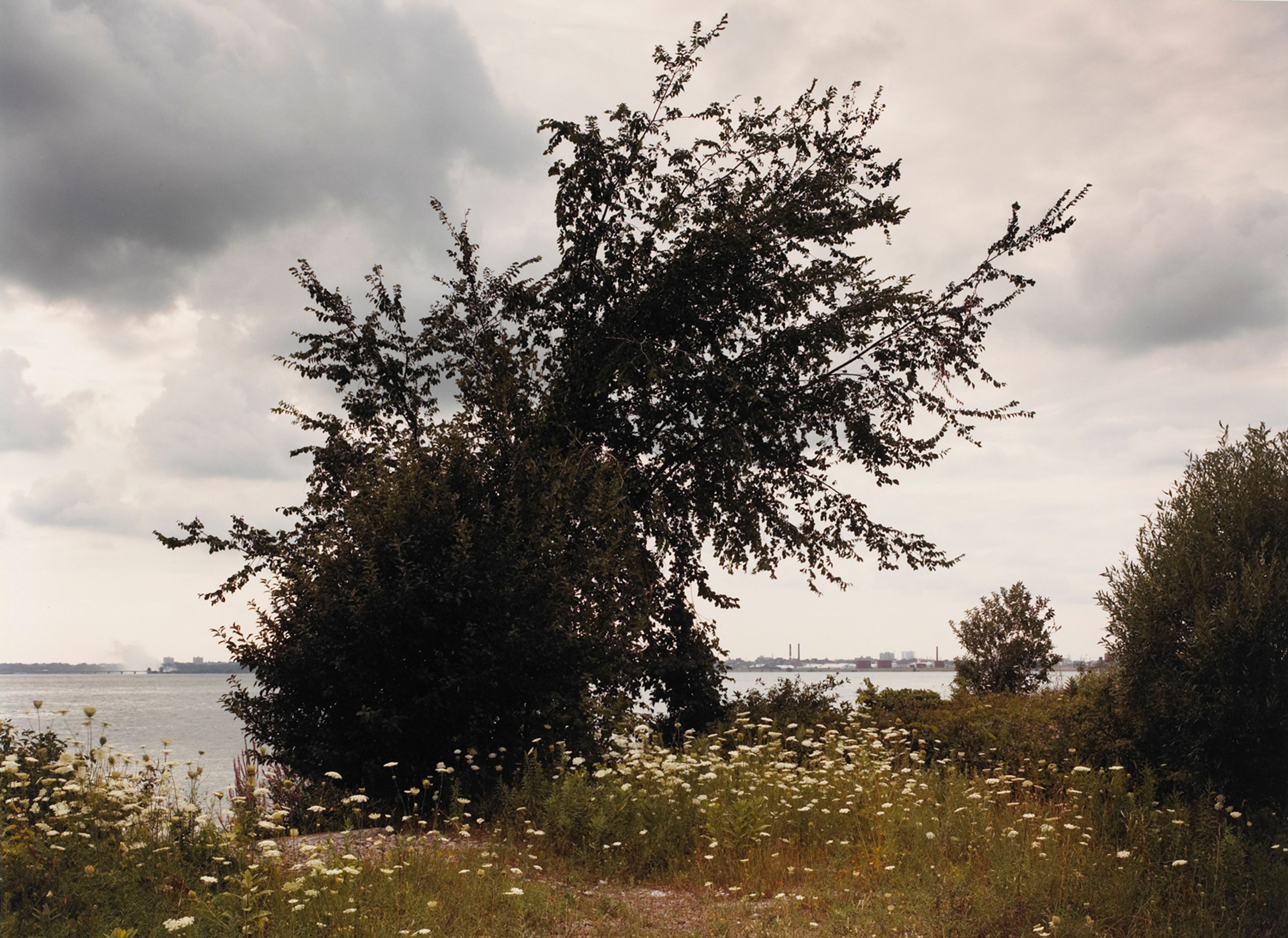 Queen Anne’s Lace on Buckhorn Island