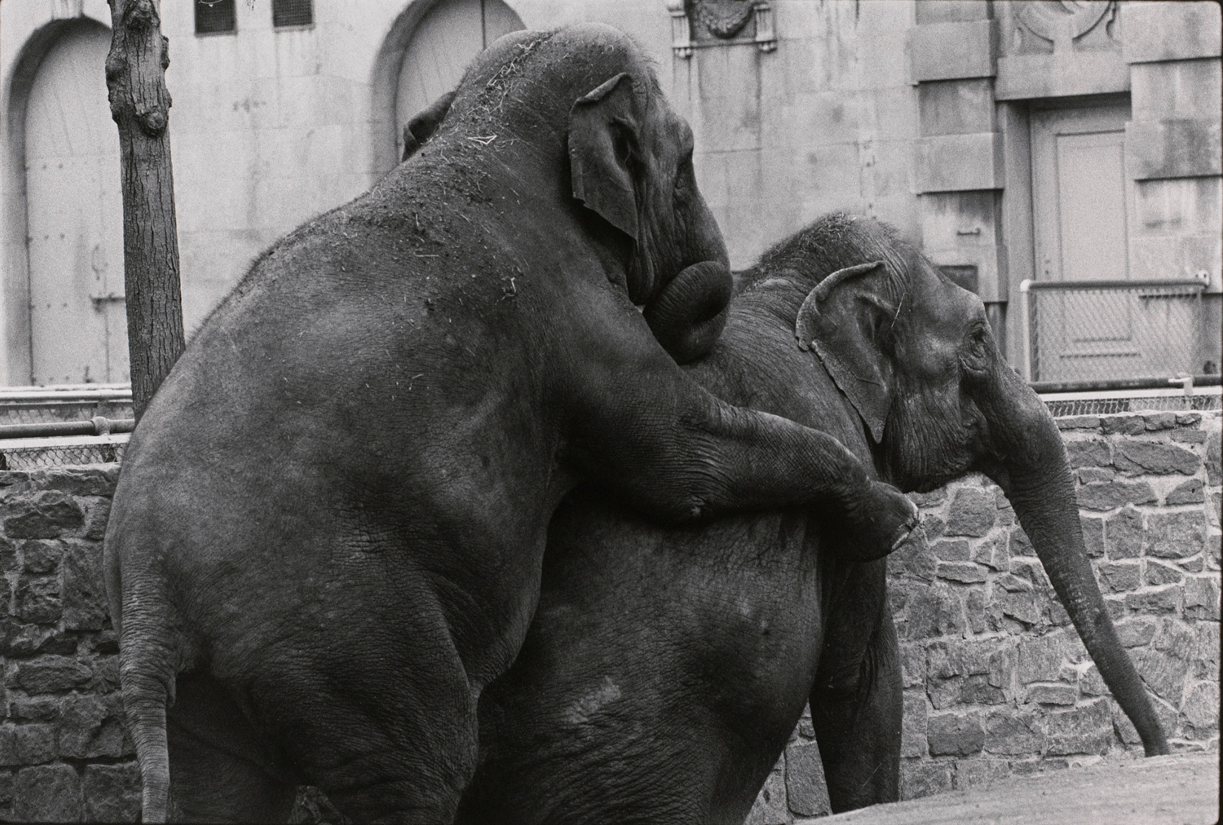 Untitled (Two elephants)