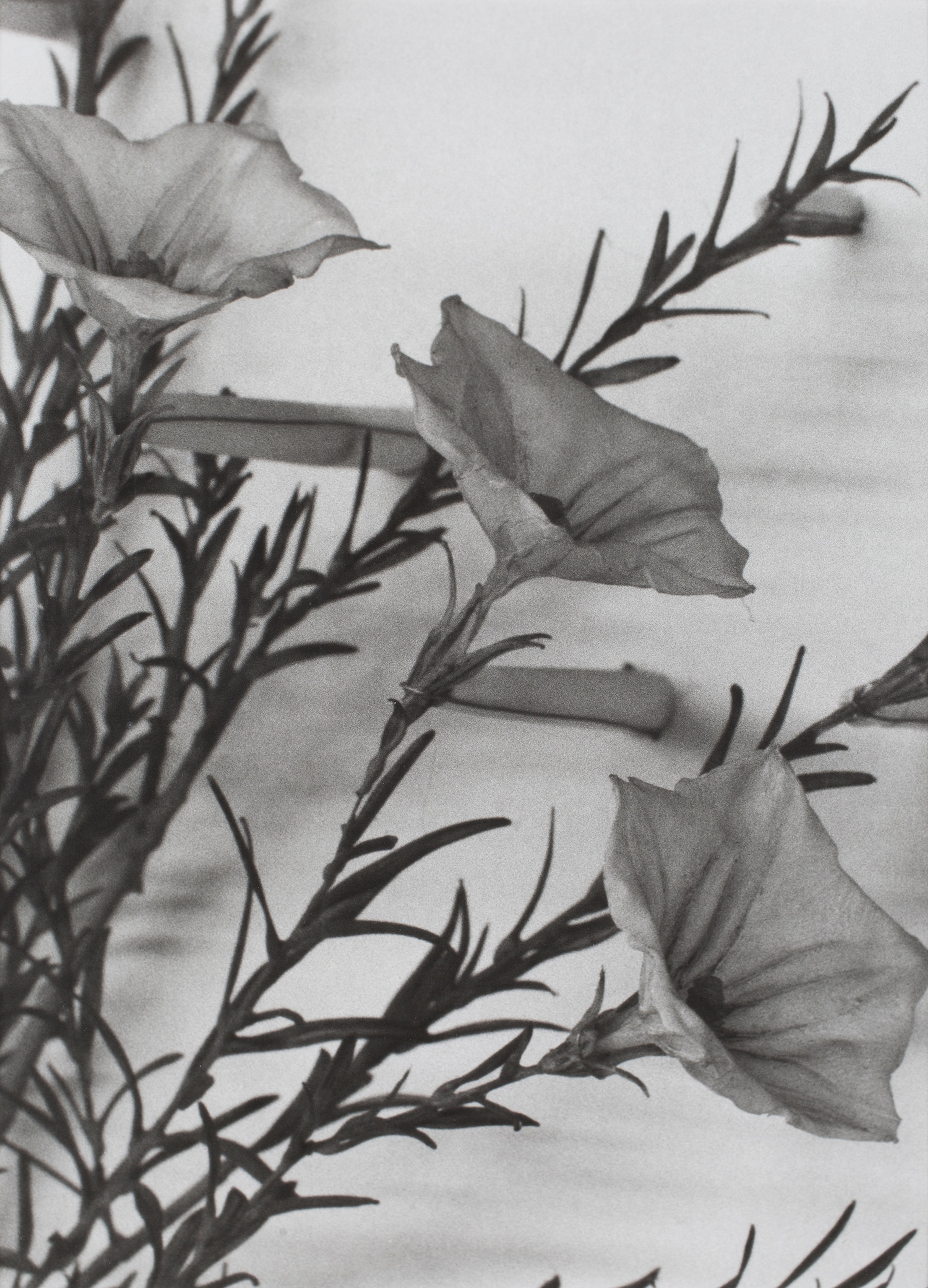 Vietnam, 1989
Blaschka Model 272, 1892
Genus no. 8594
Family, Cucurbitaceae
Luffa cylindrica (Linn.) Roem.