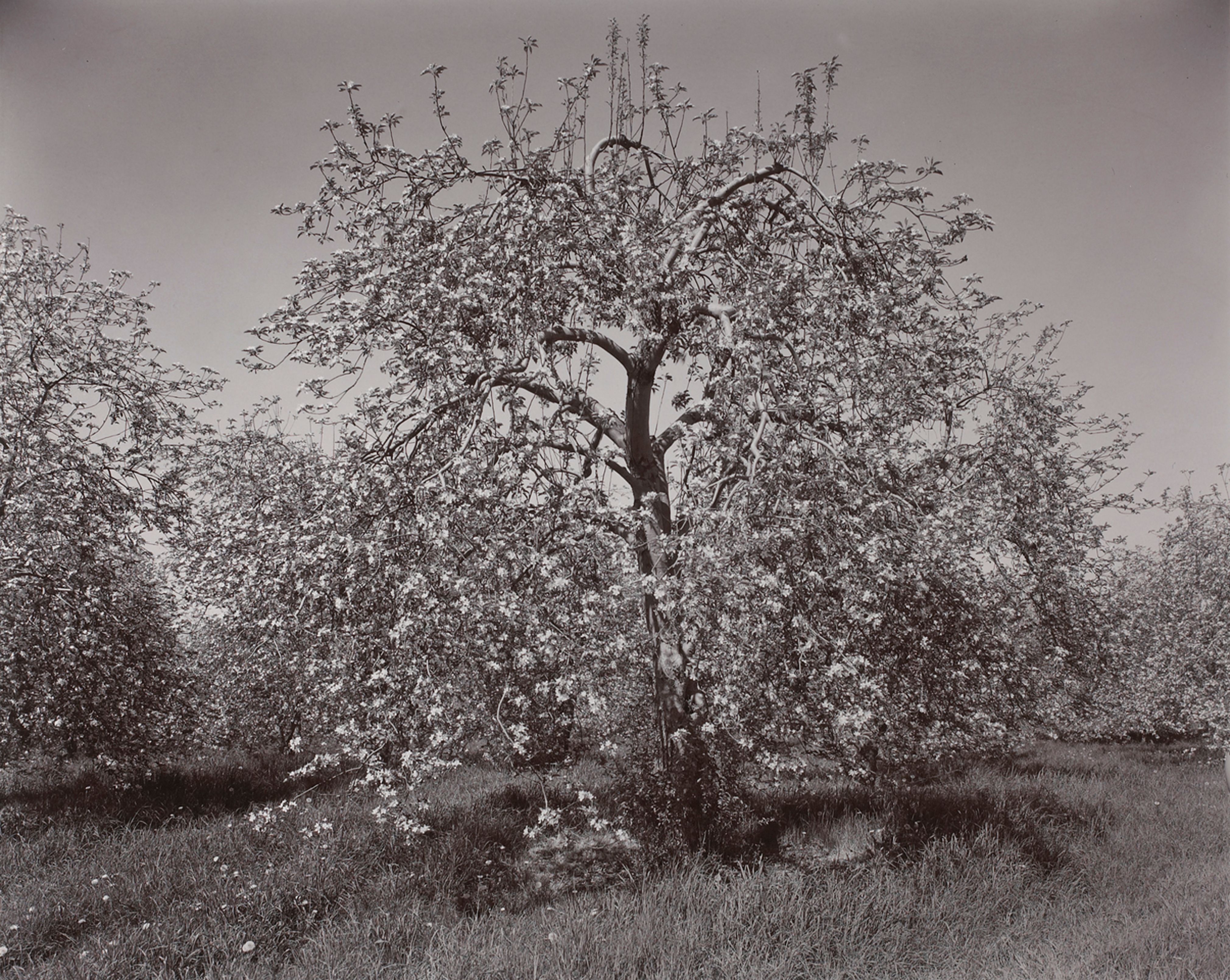 Poultneyville Orchard
