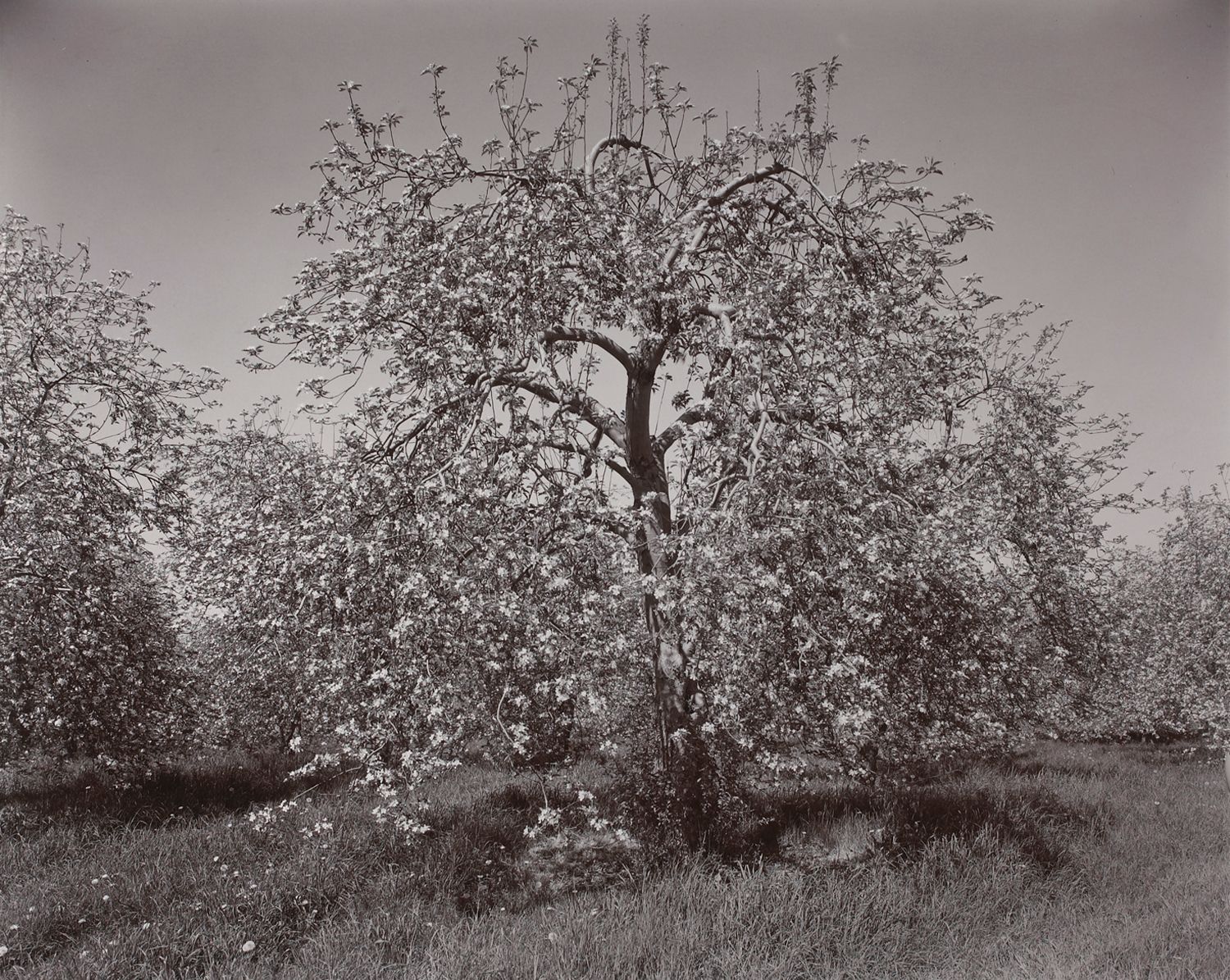 Poultneyville Orchard