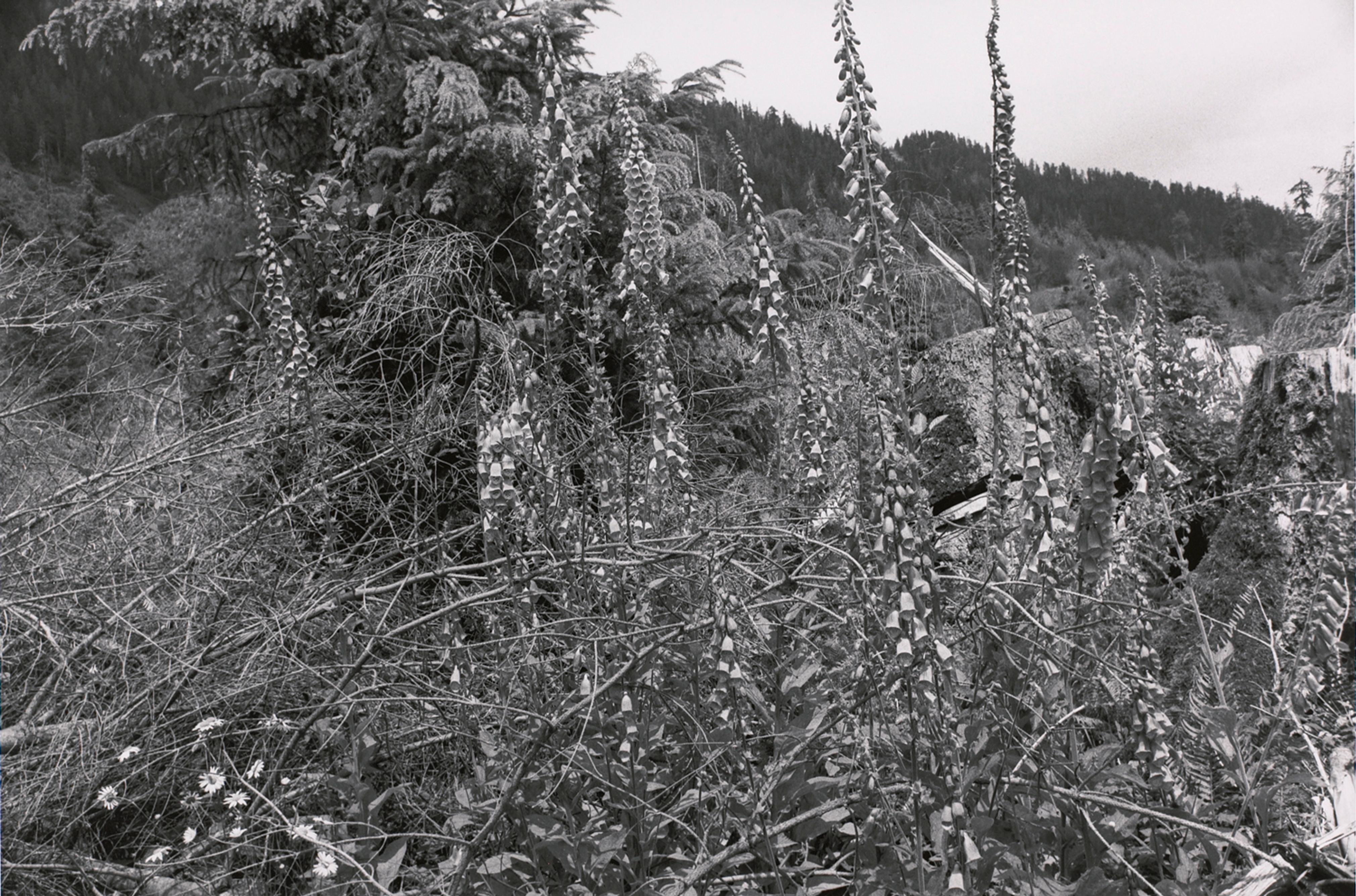 Hoh Valley Series, Washington