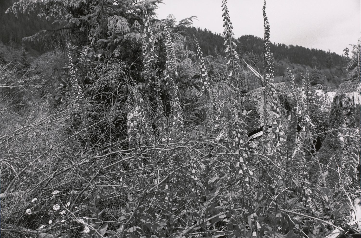 Hoh Valley Series, Washington