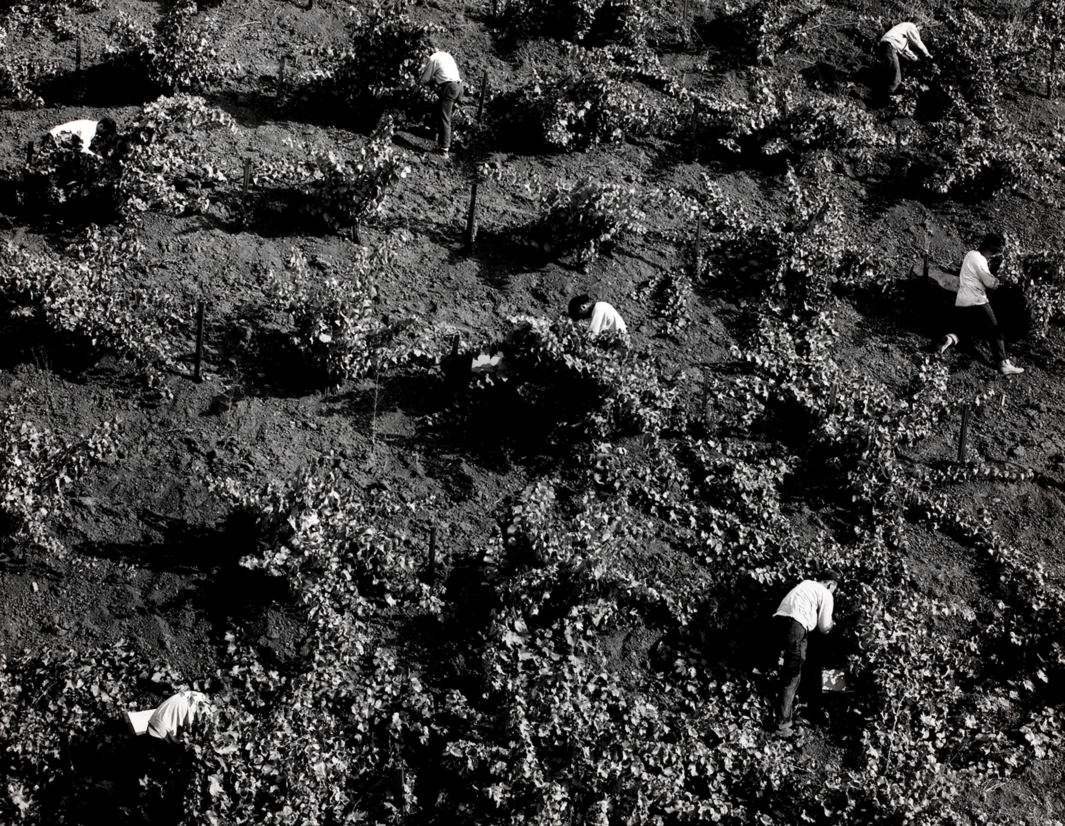 Working Wine Field