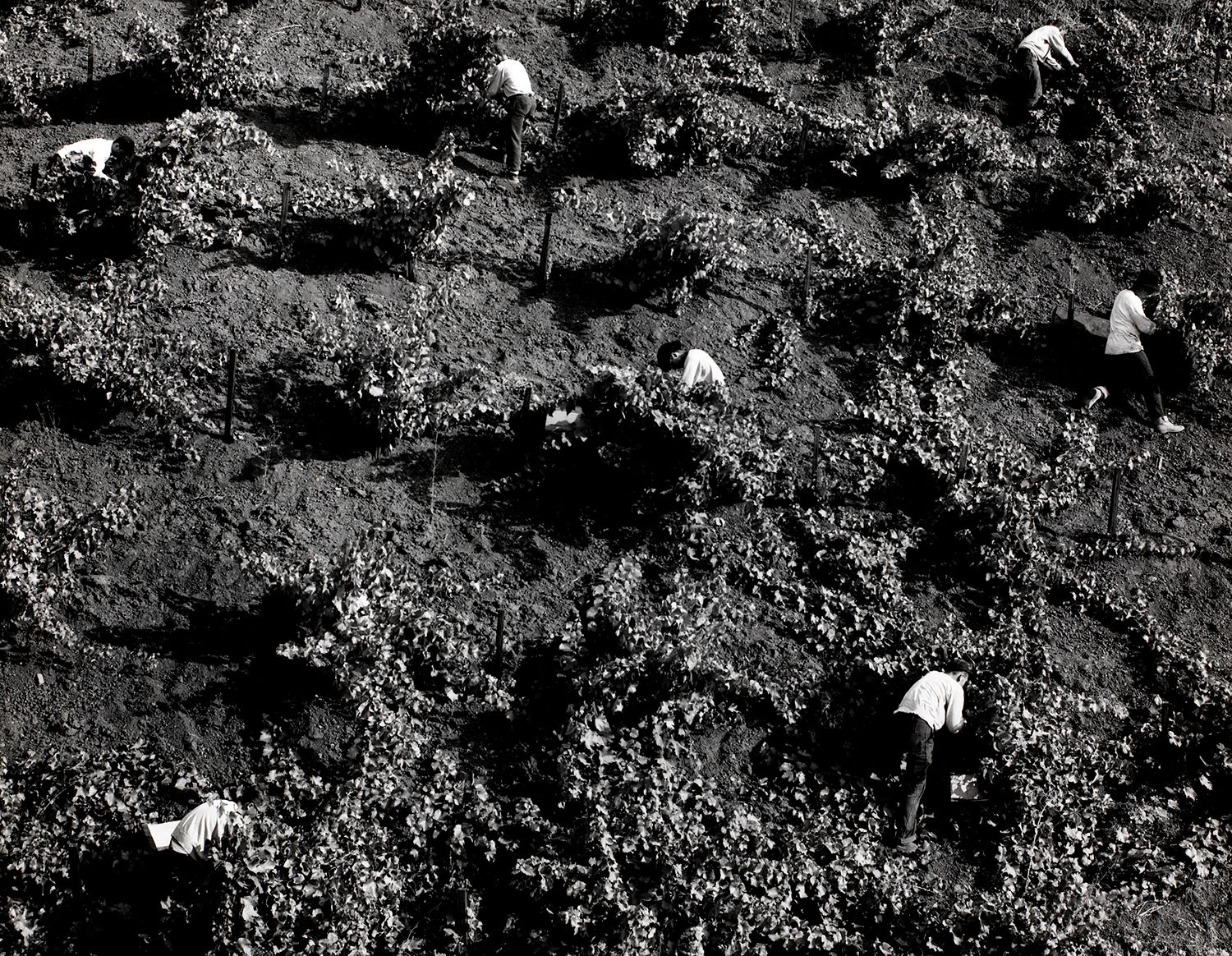 Working Wine Field
