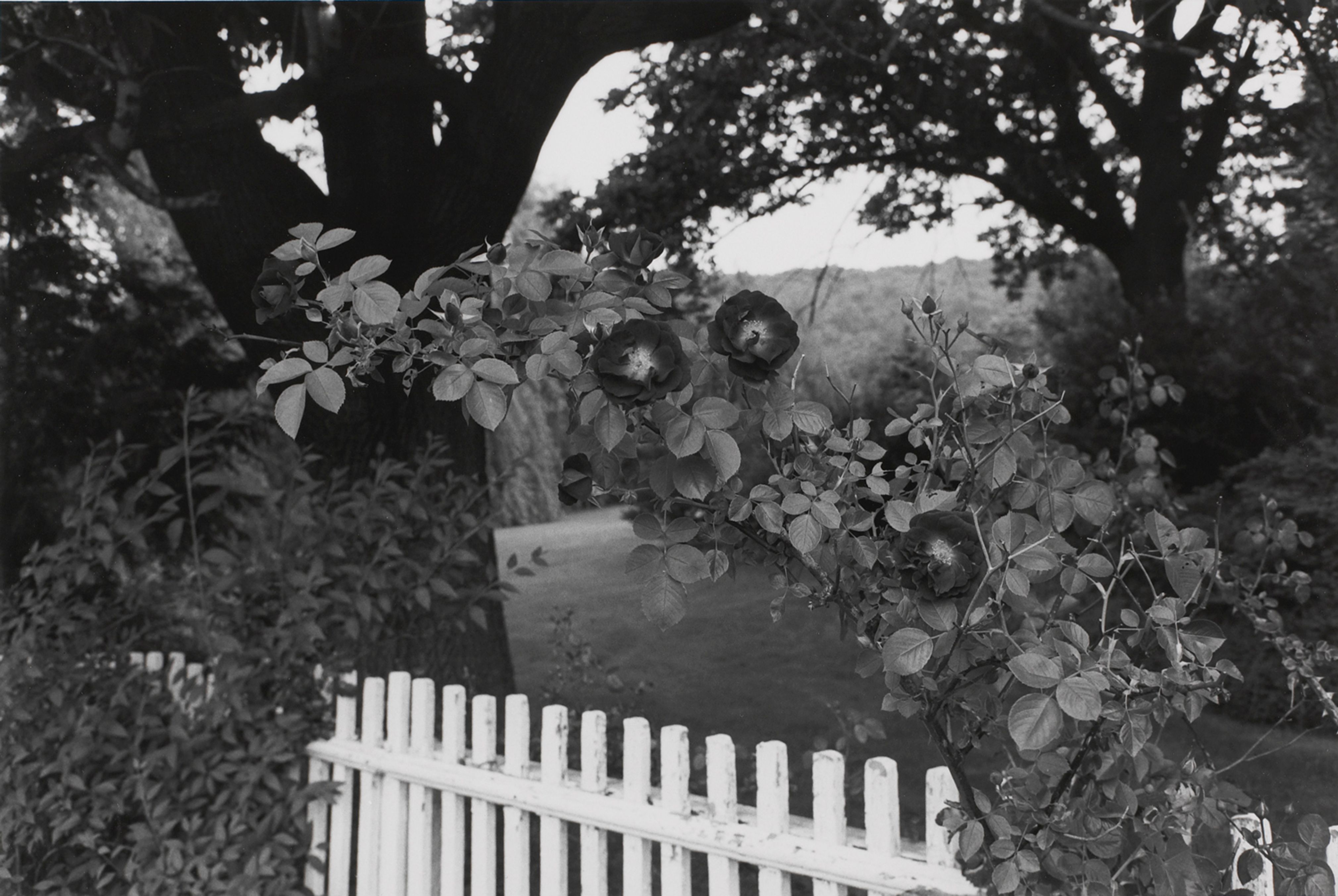 Untitled, Pomona, New York (Roses, Bulbs, and Fence)