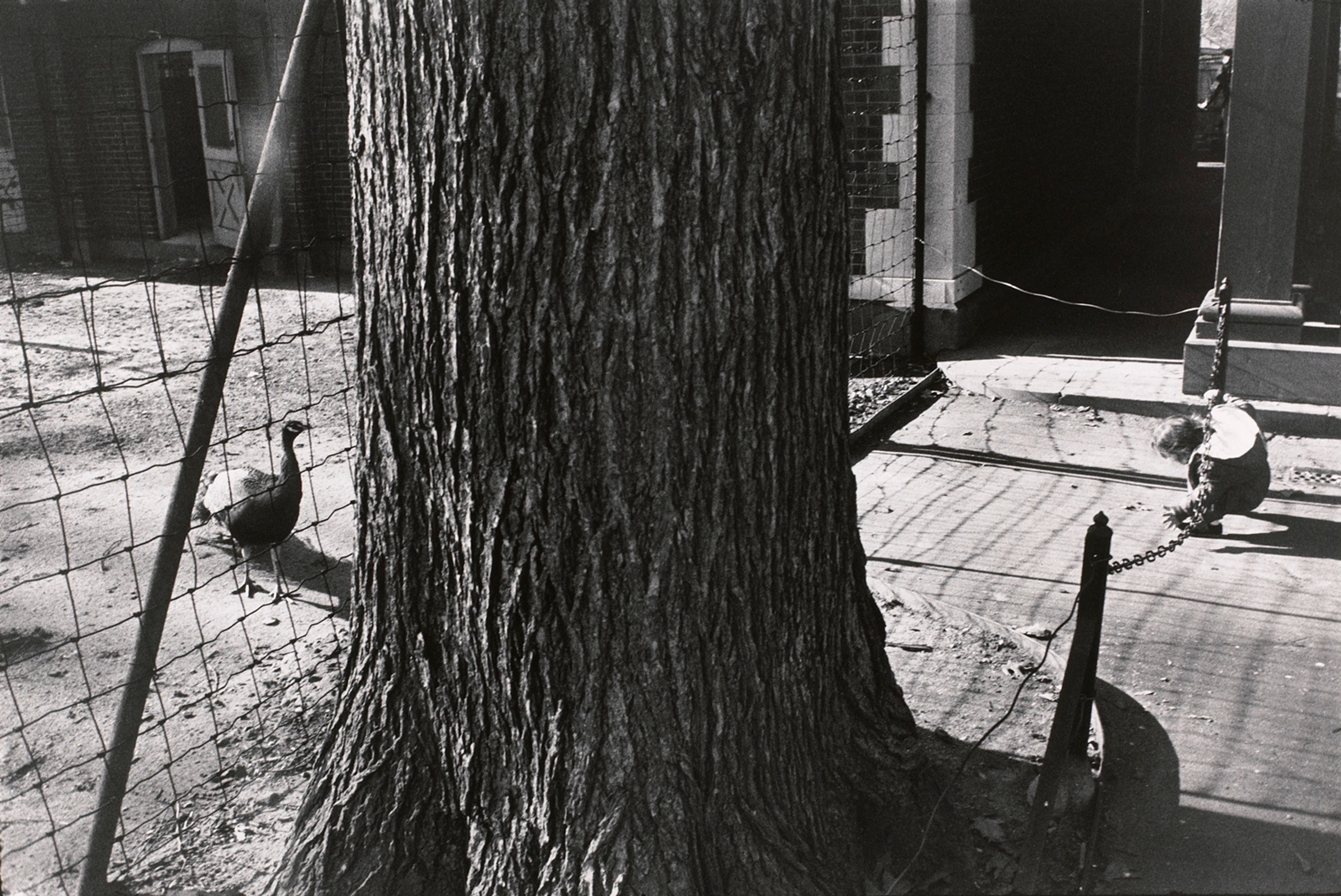 Untitled (A young child near the peacock cage)