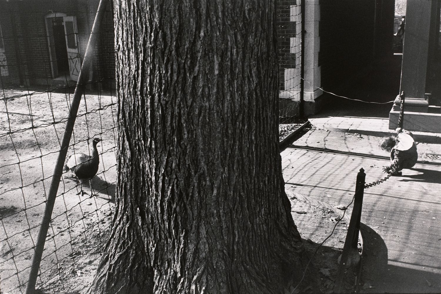 Untitled (A young child near the peacock cage)