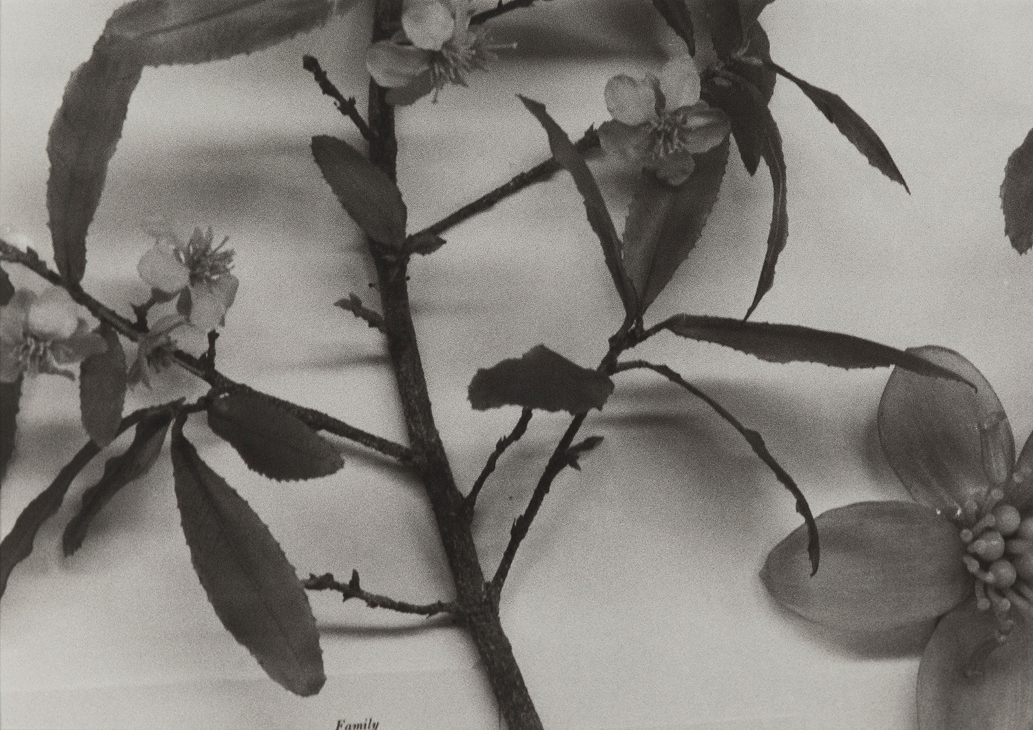 Central African Republic, 1989
Blaschka Model 783, 1923
Genus no. 5112
Family, Ochnaceae
Ochna multiflora DC.
