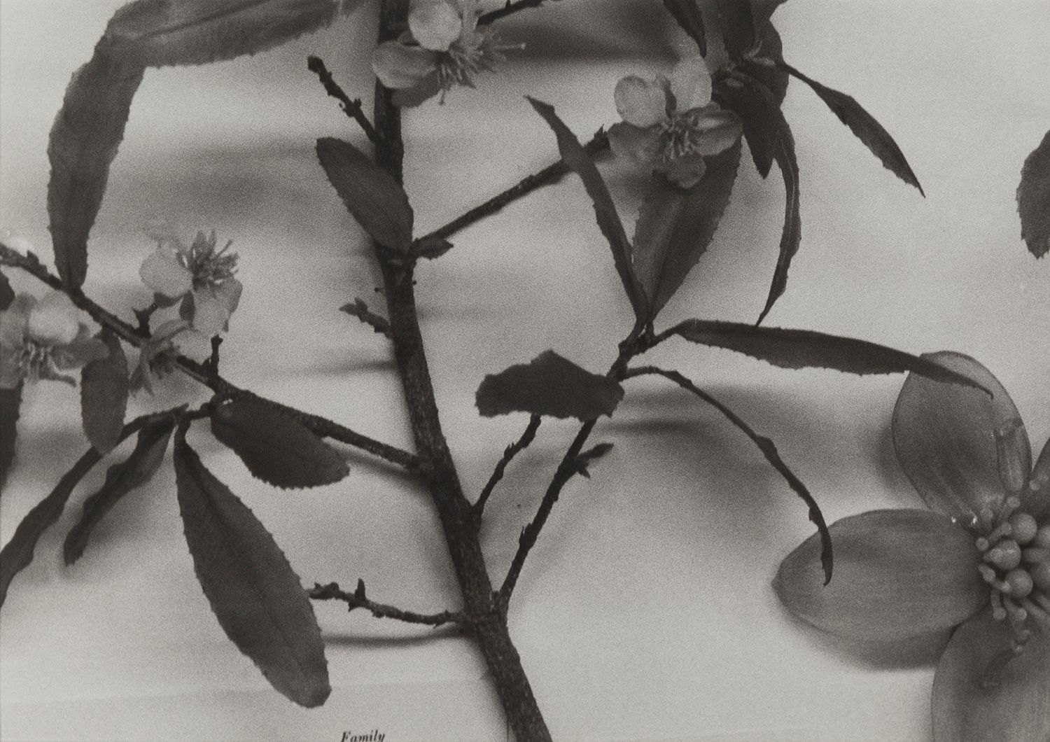 Central African Republic, 1989
Blaschka Model 783, 1923
Genus no. 5112
Family, Ochnaceae
Ochna multiflora DC.