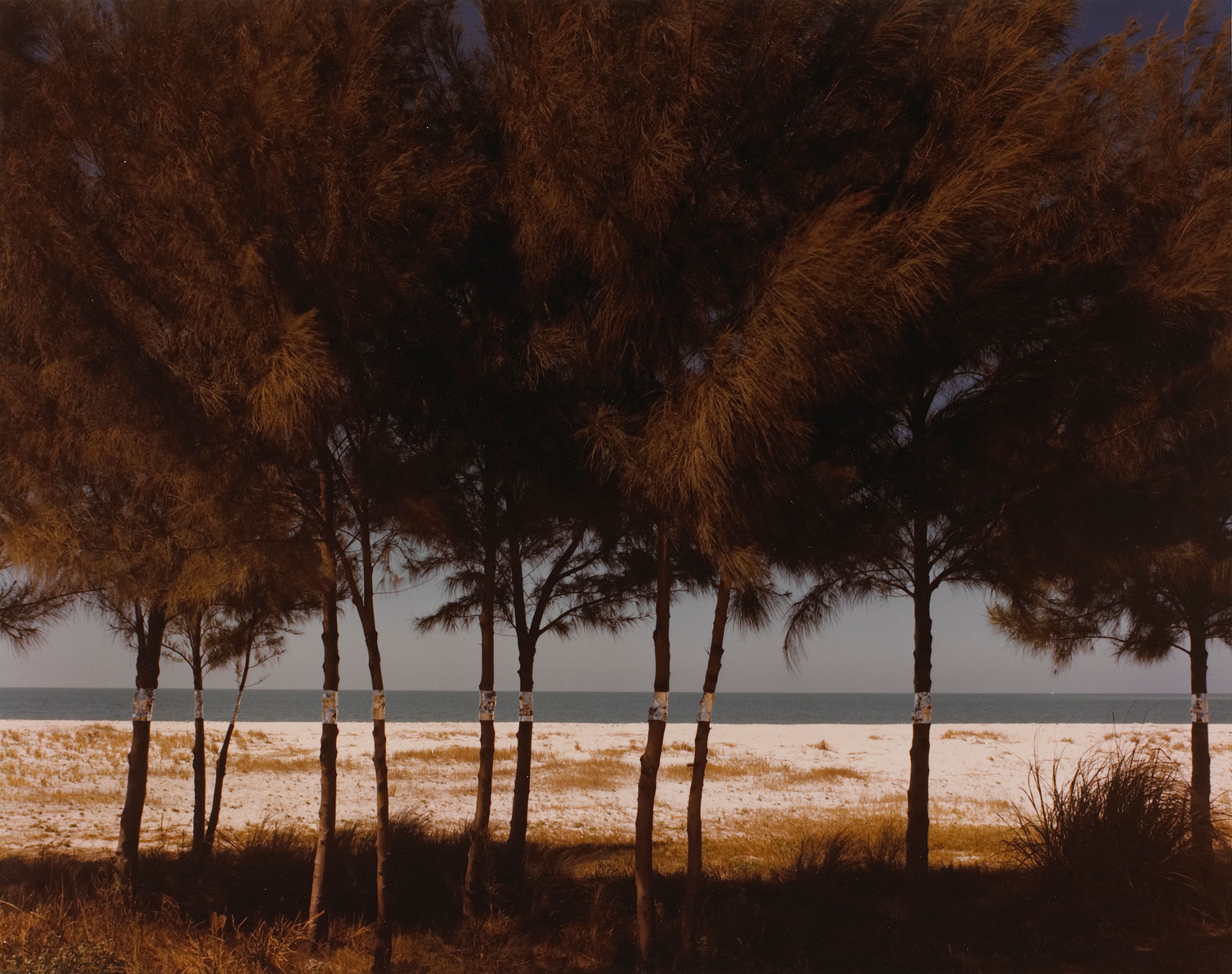 Australian Pines, Fort De Soto, Florida