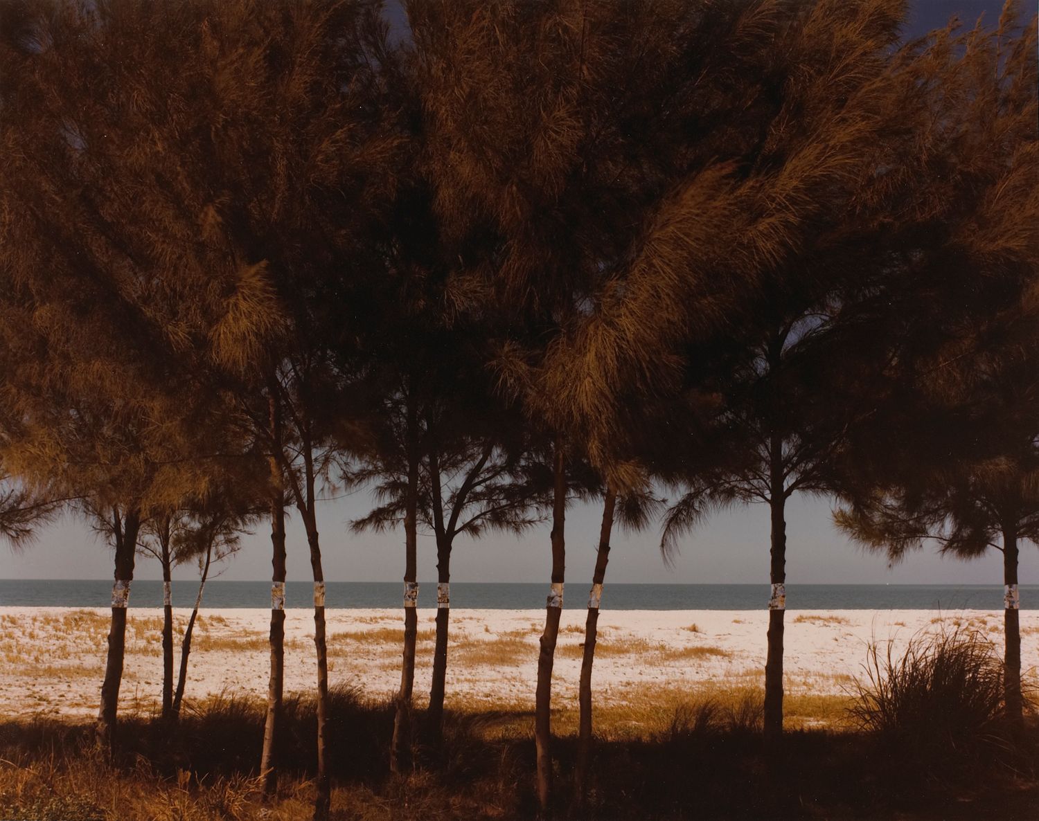 Australian Pines, Fort De Soto, Florida