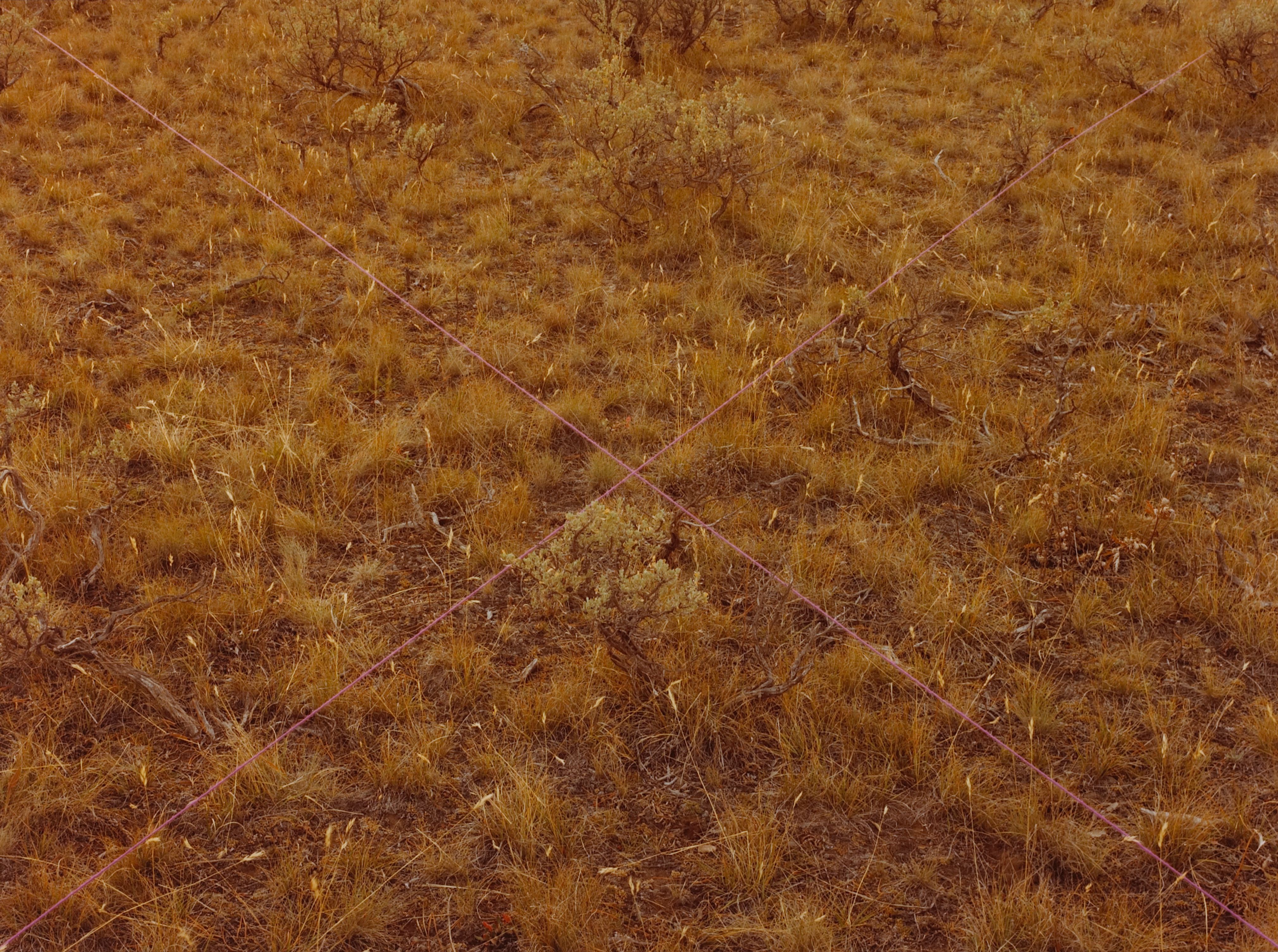 Sagebrush X, Purple  Moran, Wyoming