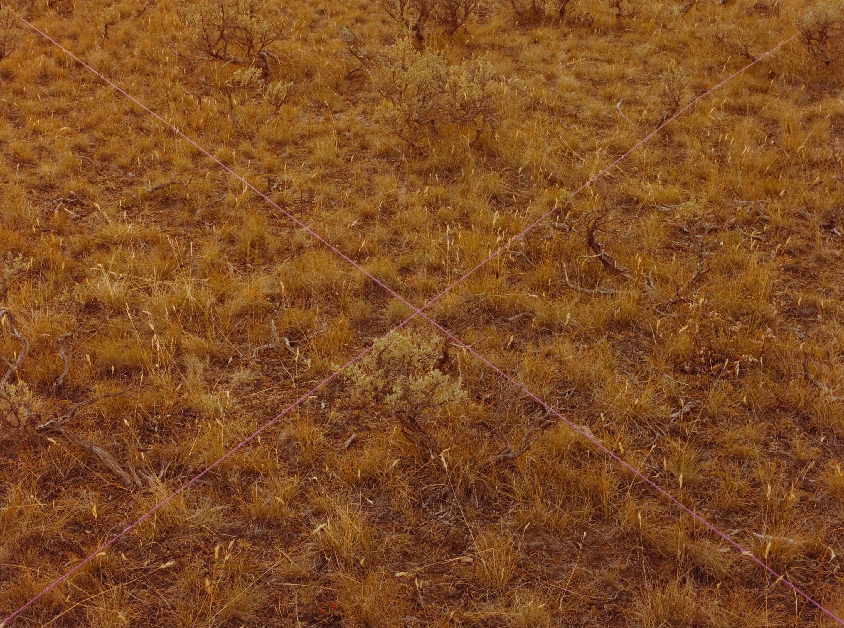 Sagebrush X, Purple Moran, Wyoming