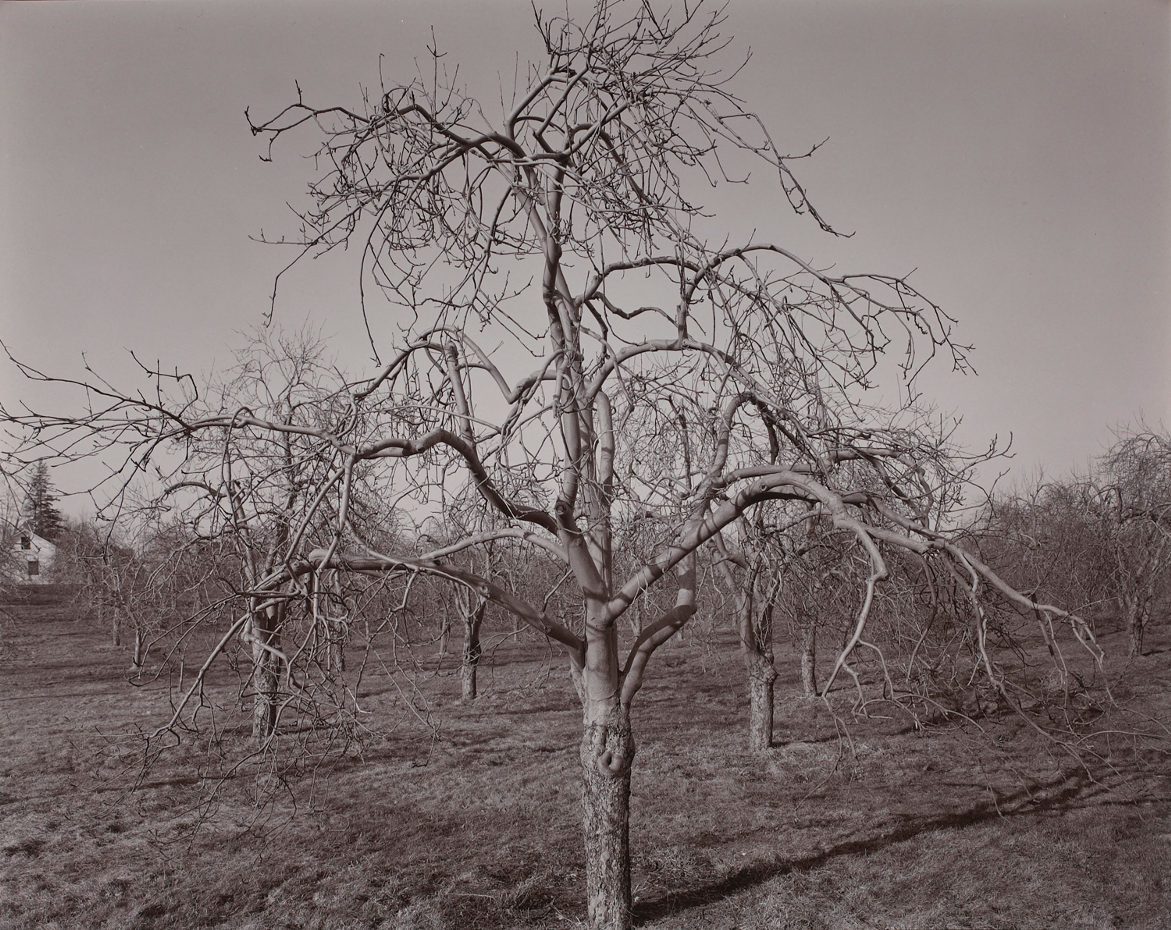 Poultneyville Orchard