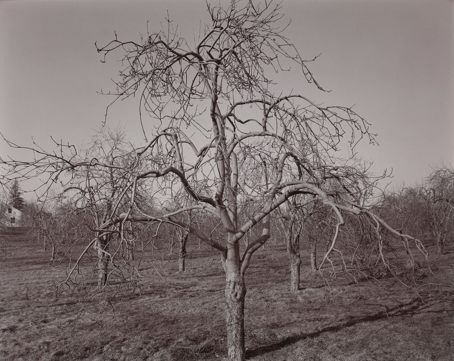 Poultneyville Orchard