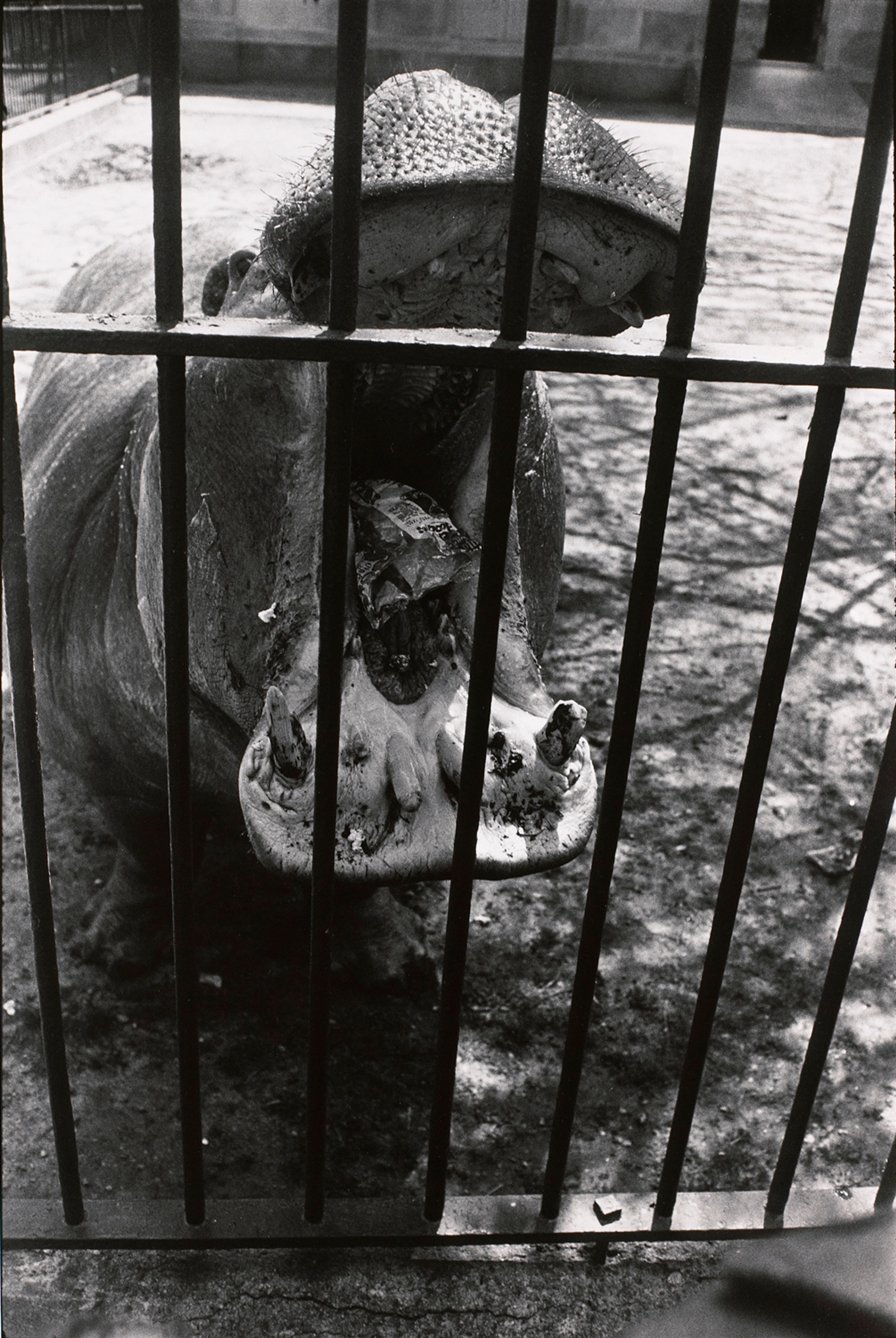Untitled (A Hippo with it’s mouth open)