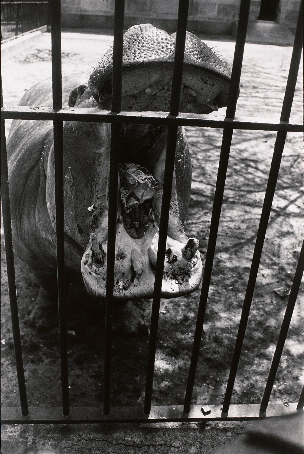 Untitled (A Hippo with it’s mouth open)