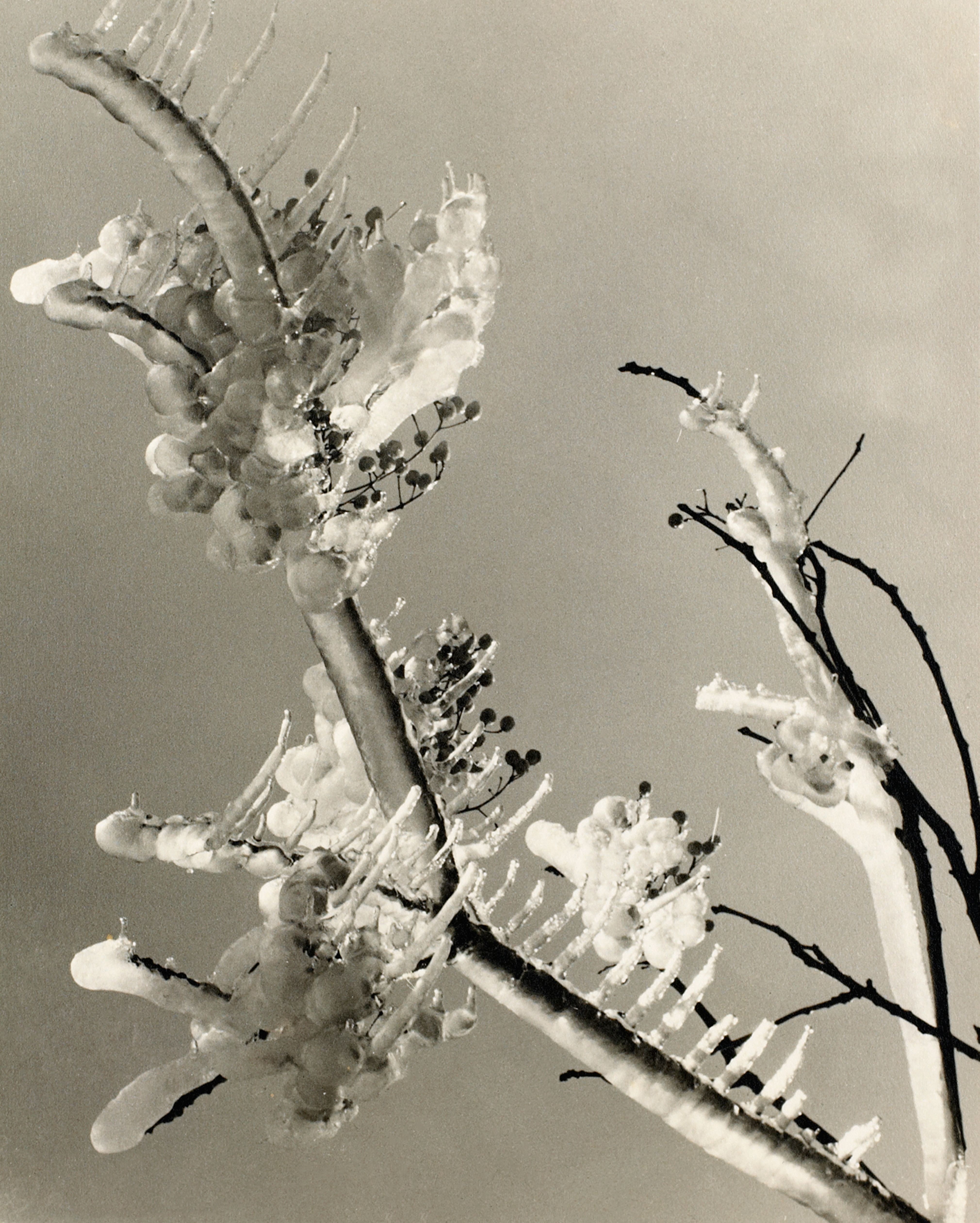 Branch in Winter
