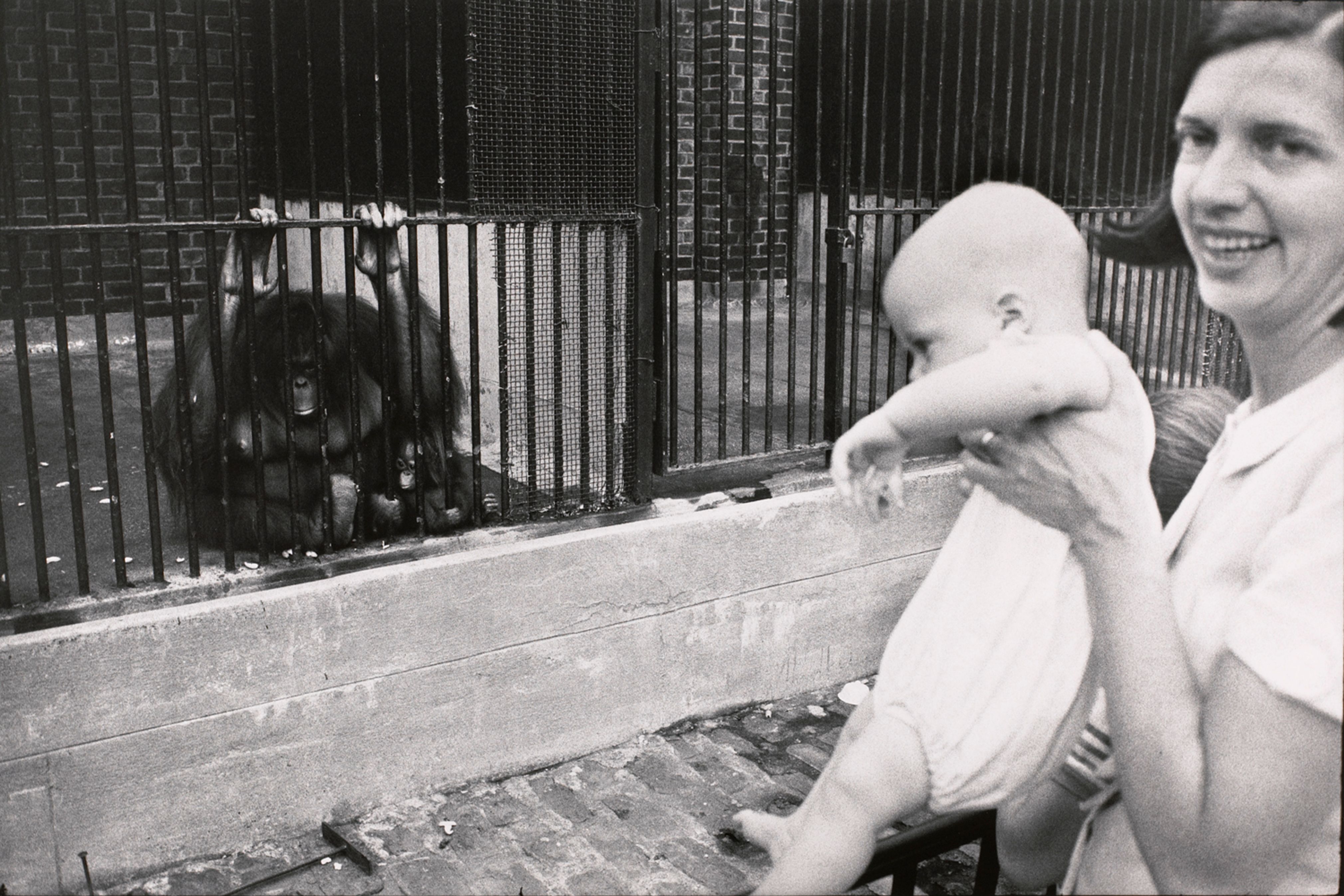 Untitled (A mother and child looking at a mother and child orangutan)