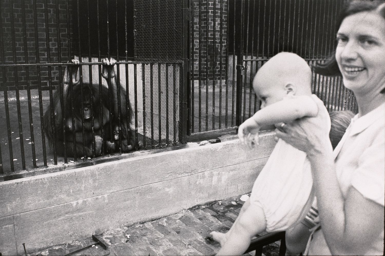 Untitled (A mother and child looking at a mother and child orangutan)