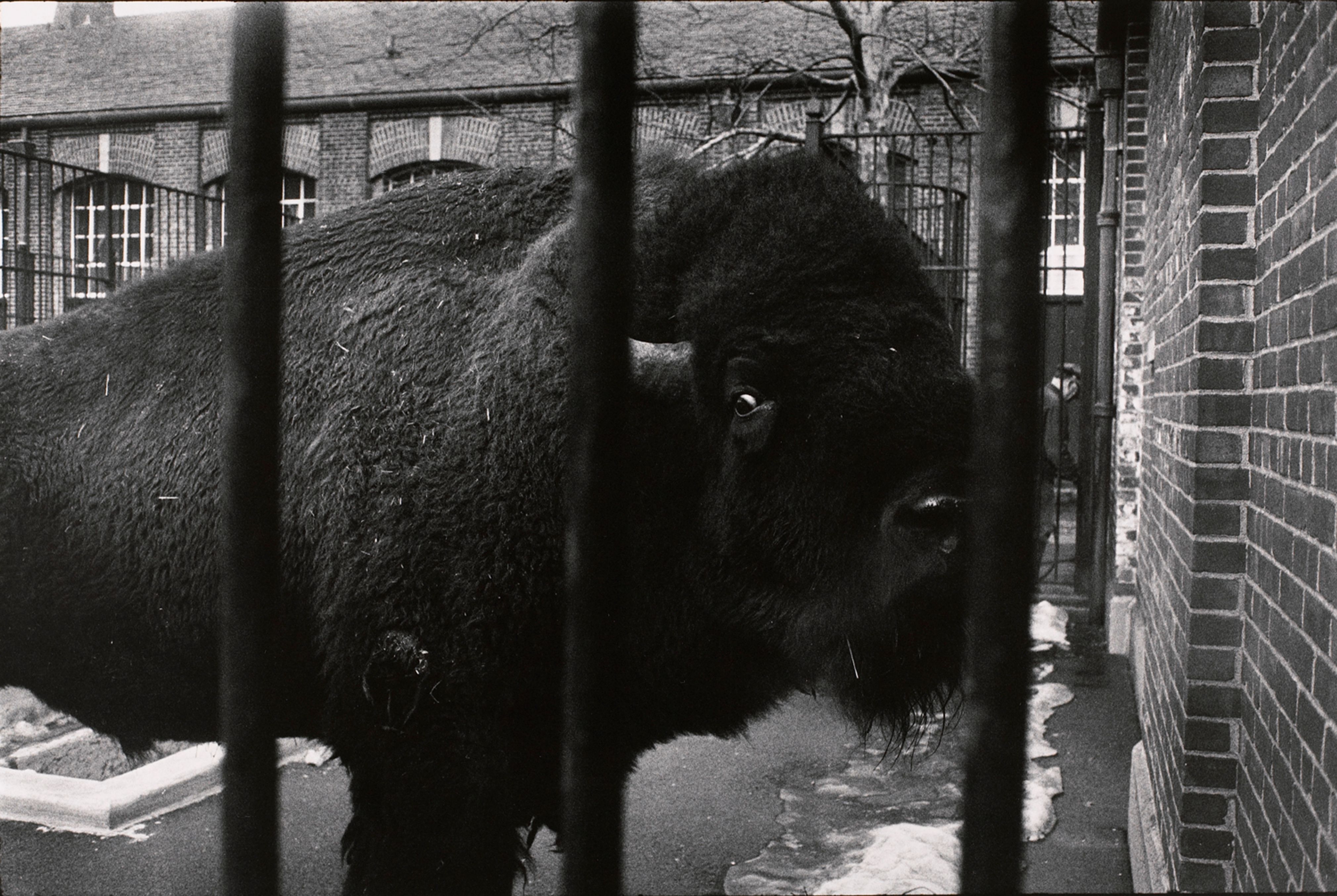 Untitled (A bison behind bars)