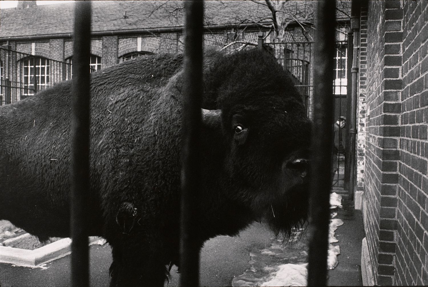 Untitled (A bison behind bars)