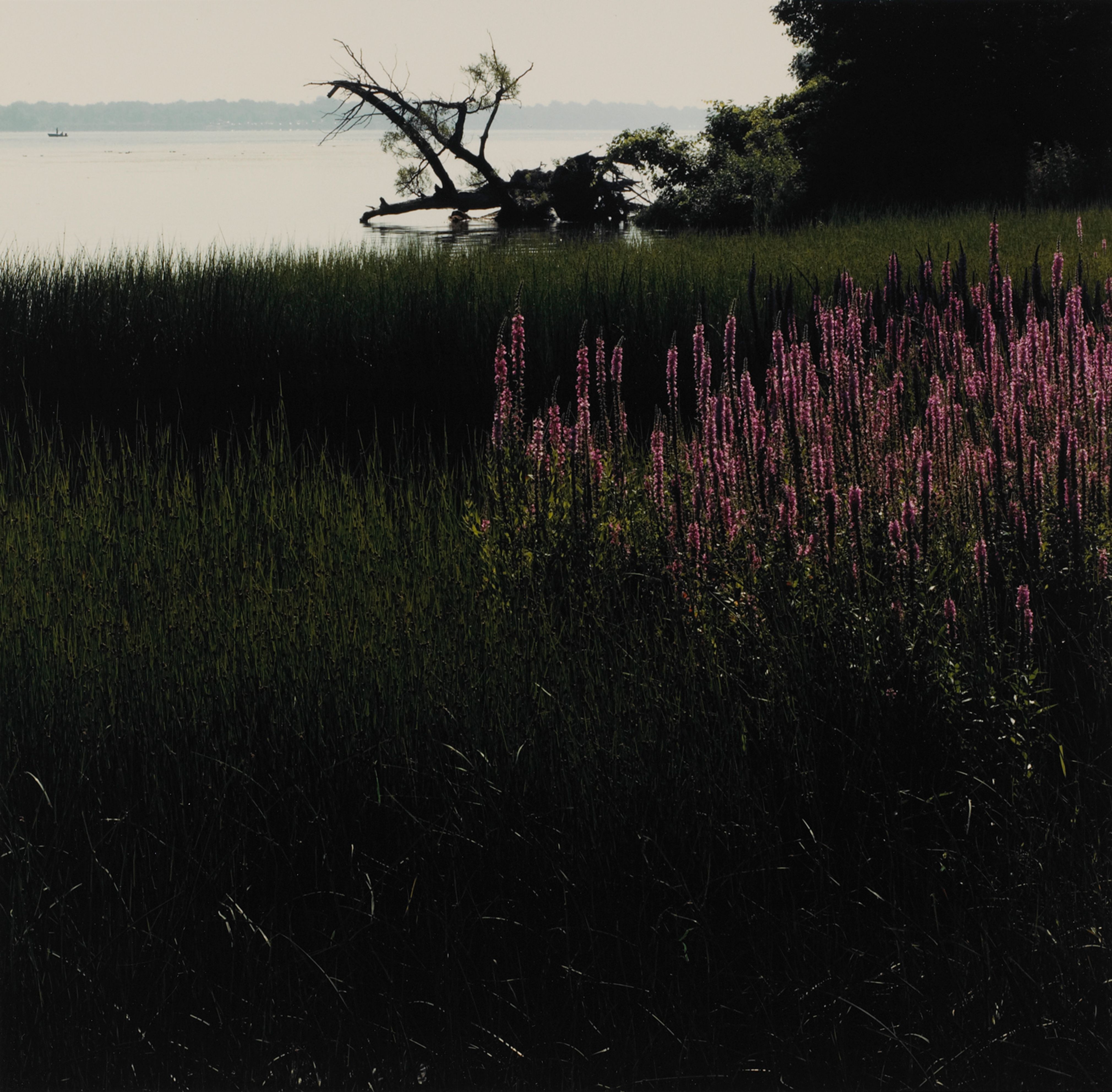 Purple Loosestrife on Buckhorn Island