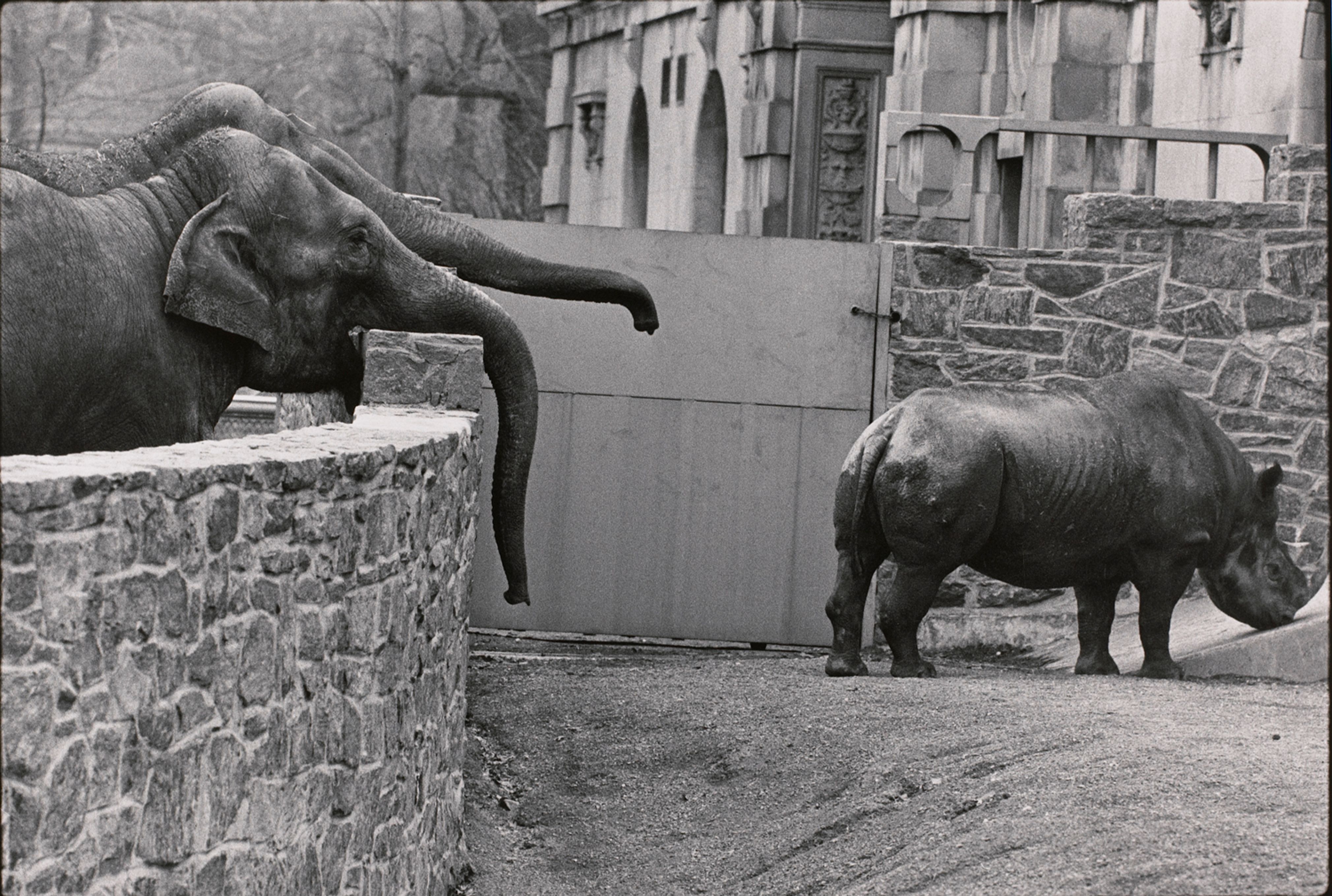 Untitled (Two elephants looking at a rhino)