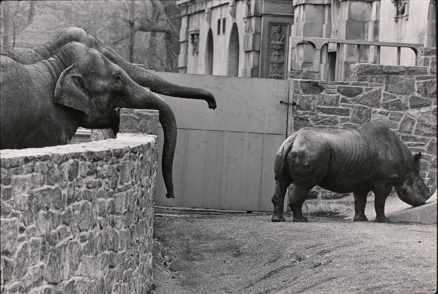 Untitled (Two elephants looking at a rhino)
