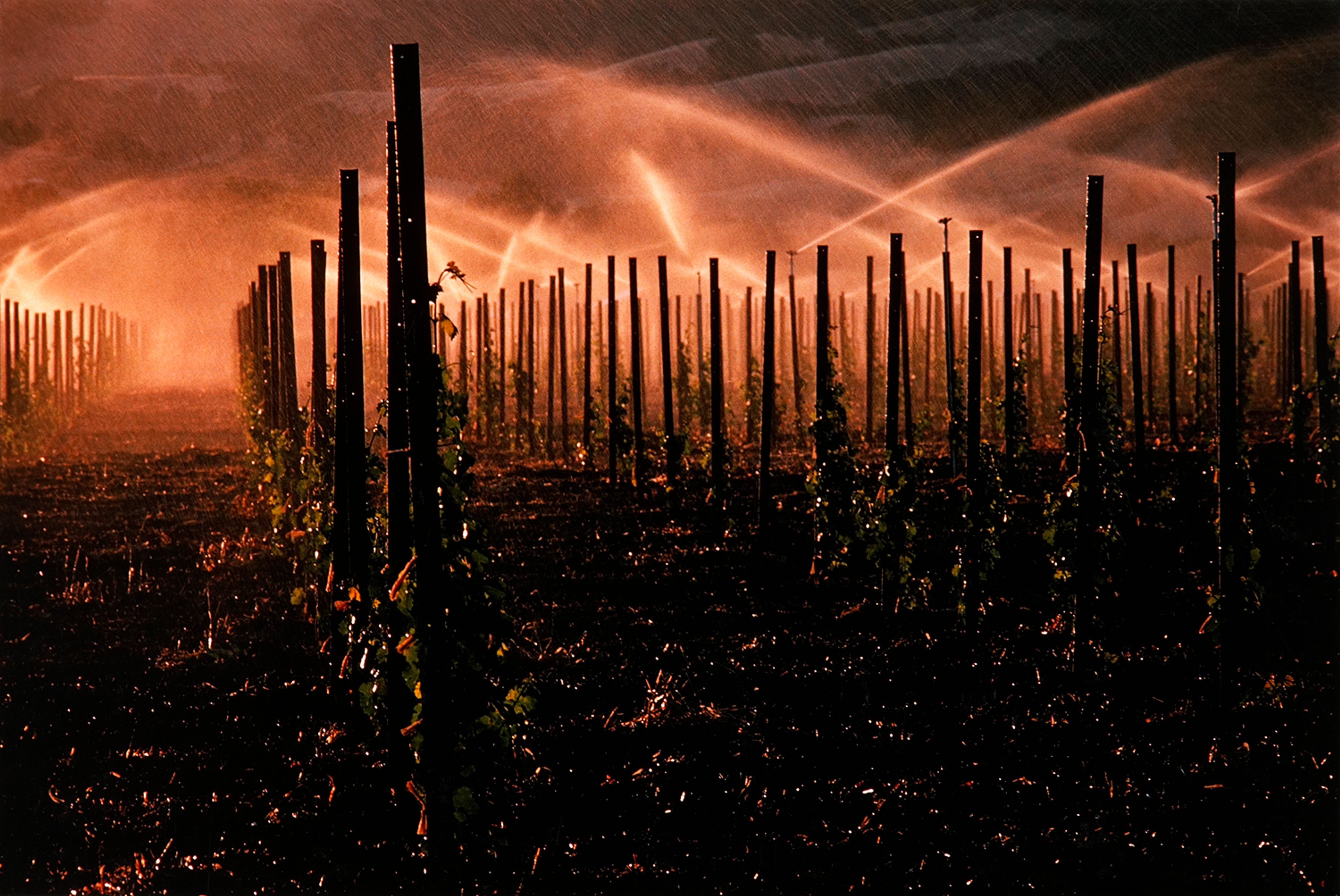 Watersprinkler and Vines