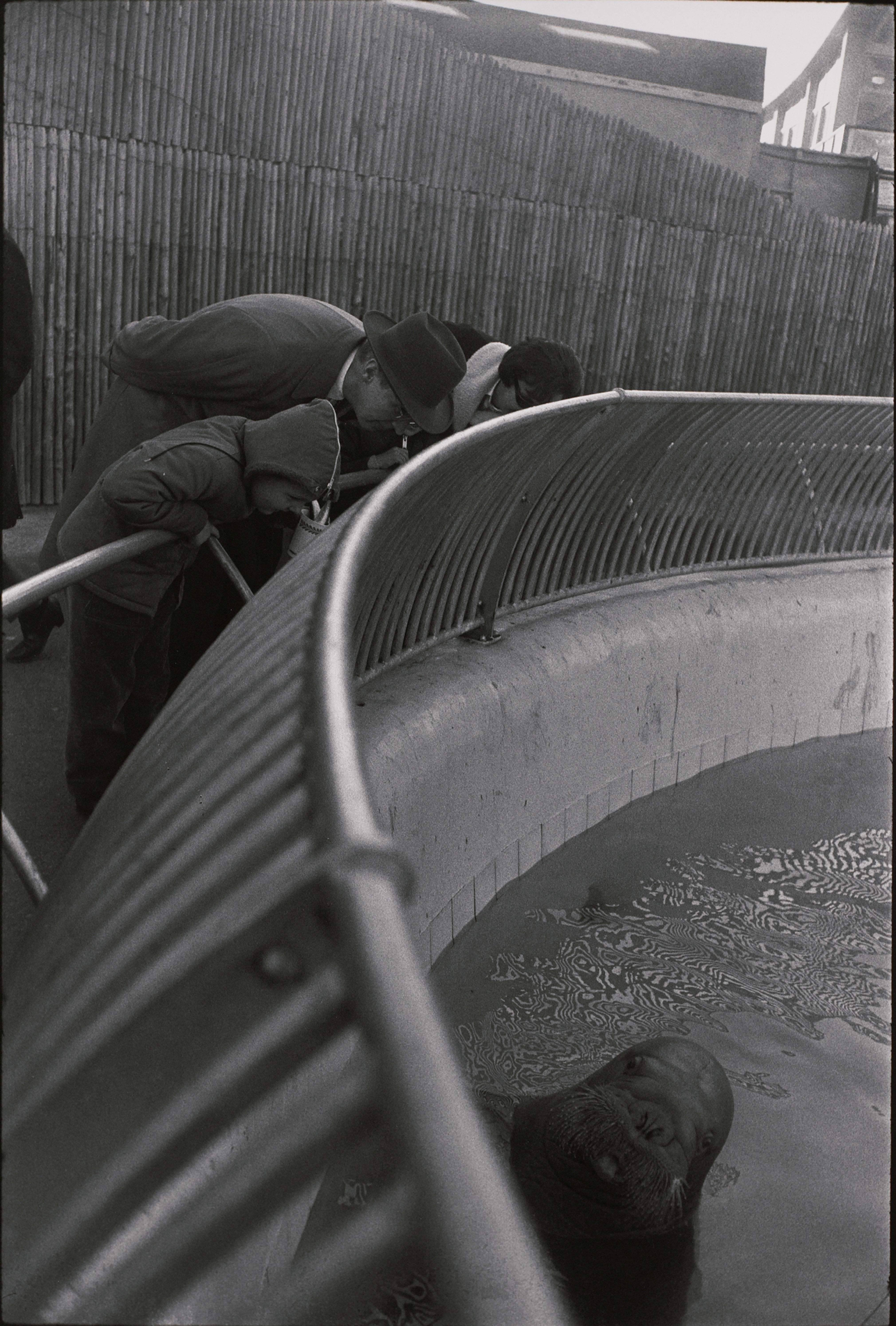 Untitled (Walrus with people leaning over railing)