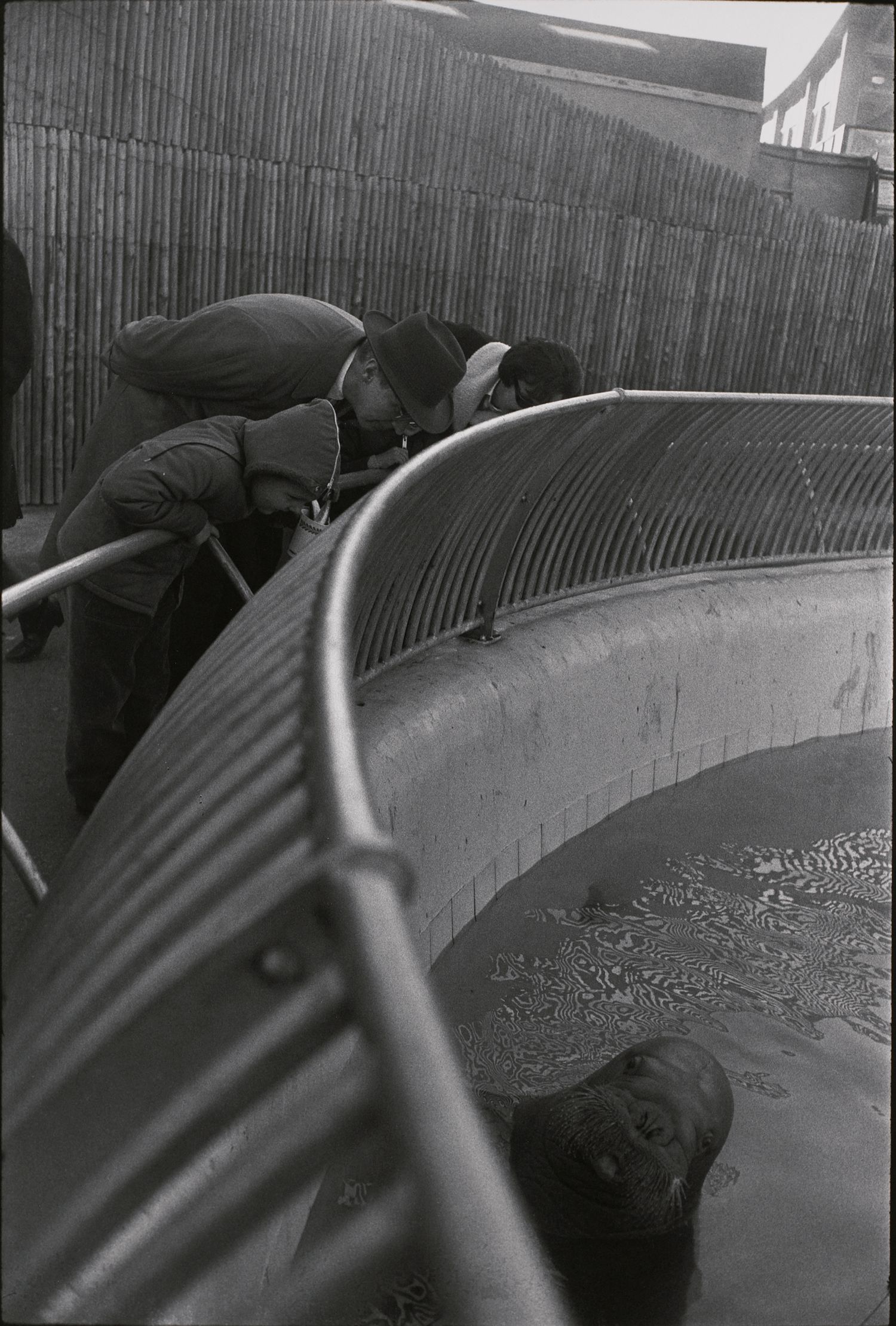 Untitled (Walrus with people leaning over railing)