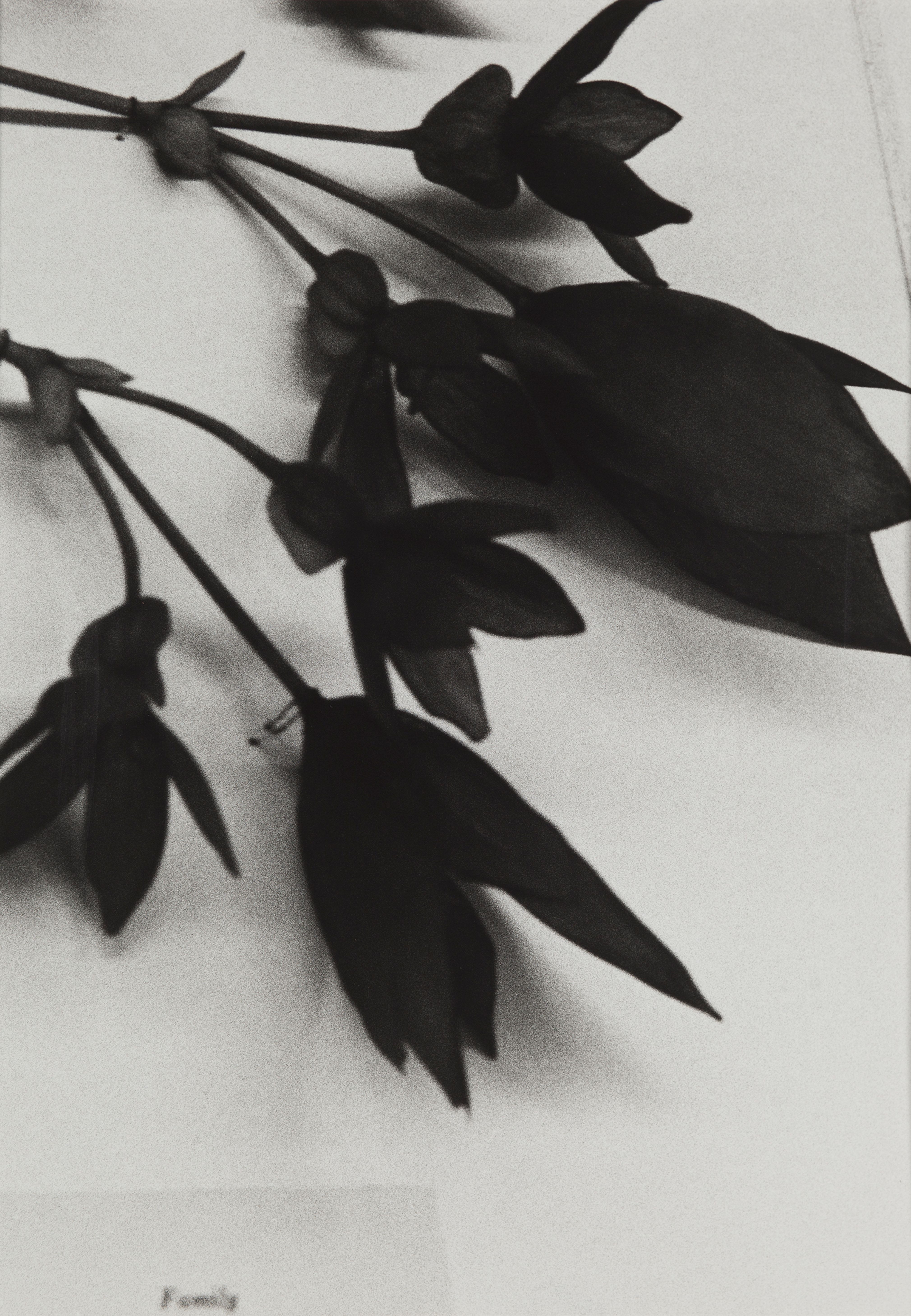 Bolivia, 1989
Blaschka Model 268, 1892
Genus no. 5397
Family, Begoniaceae
Begonia boliviensis A.D.C.