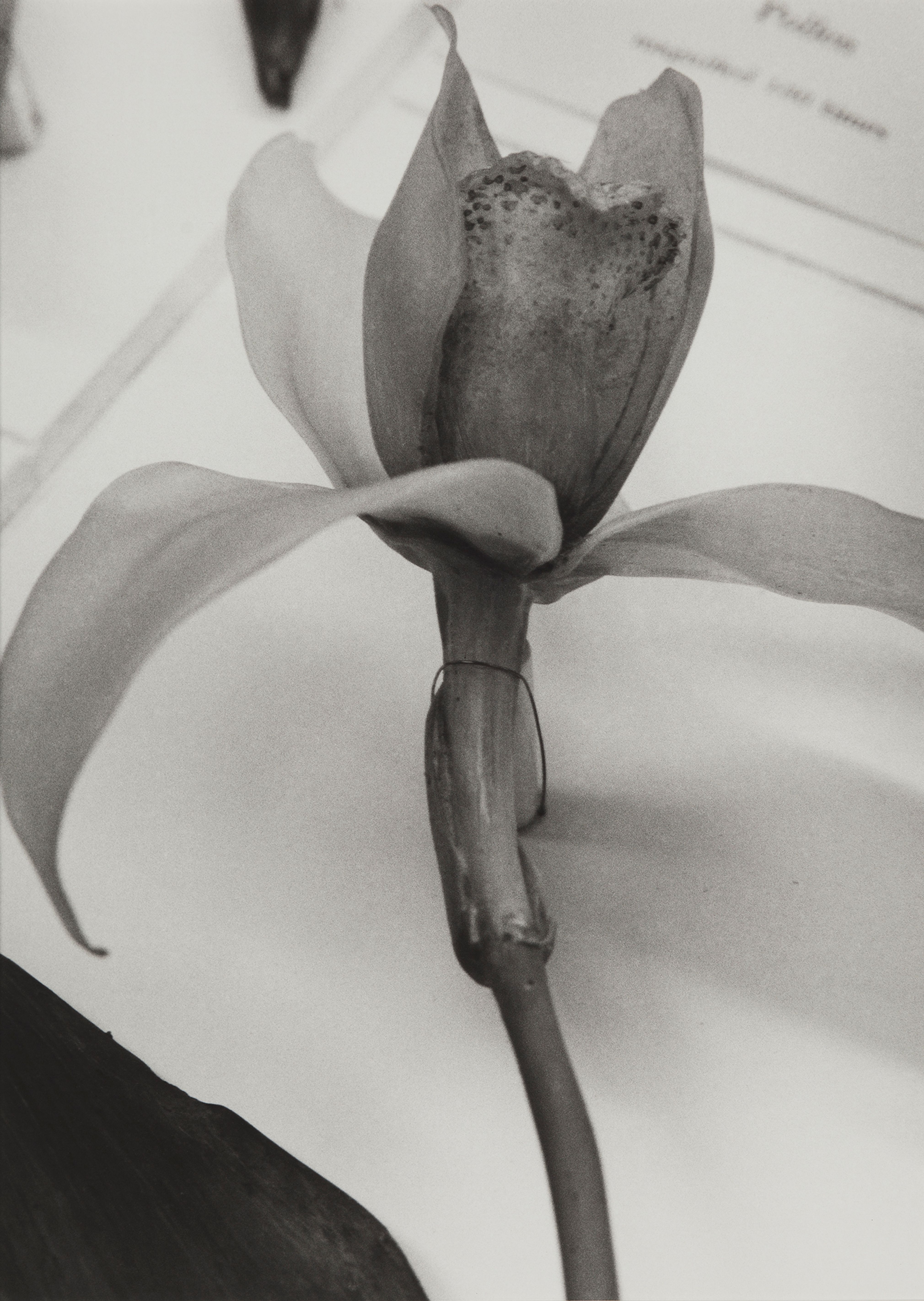 Guatemala, 1989
Blaschka Model 227, 1891
Genus no. 1660
Family, Orchidaceae
Lycaste Skinneri (Batem.) Lindl.