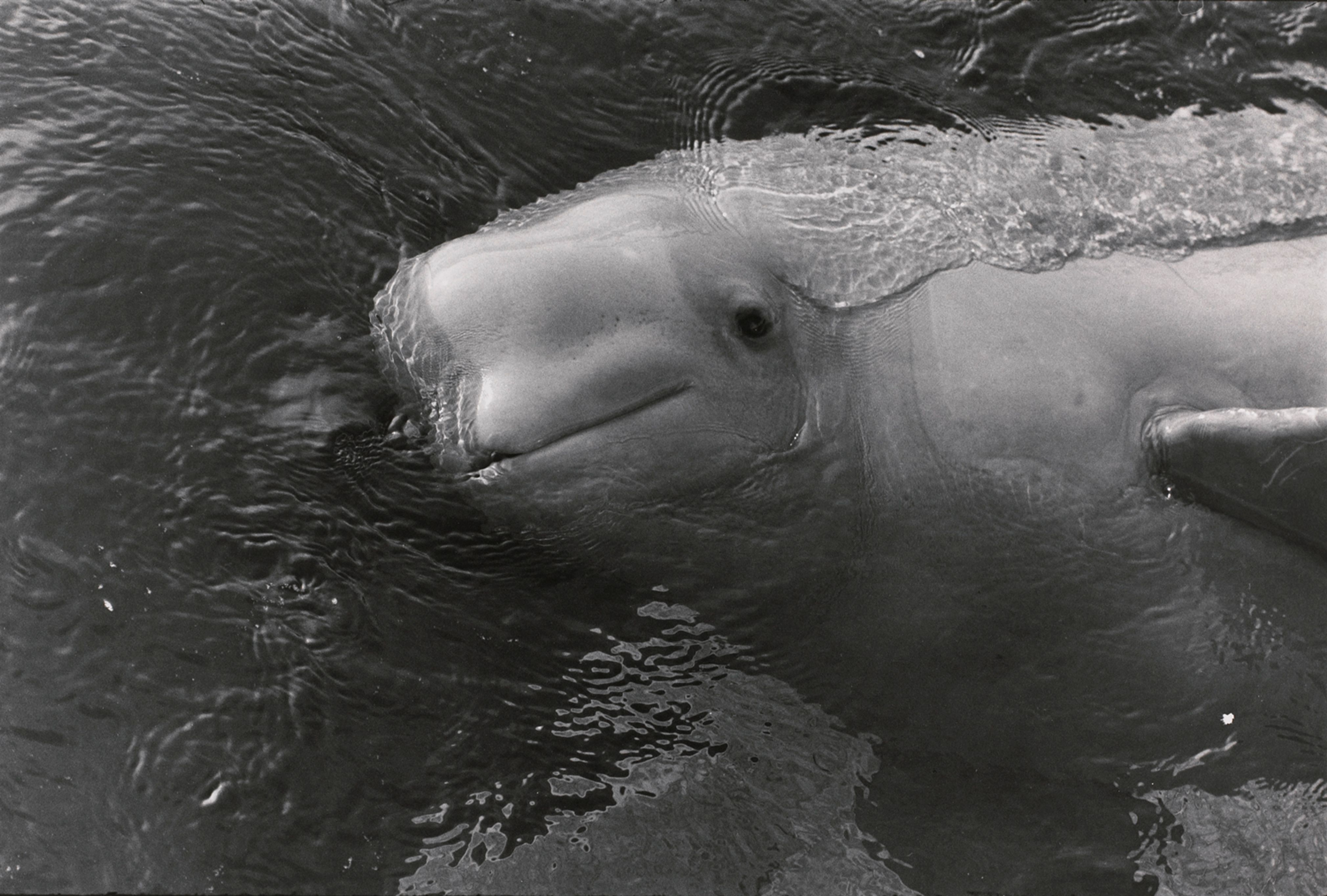 Untitled (A bottle nosed dolphin?)