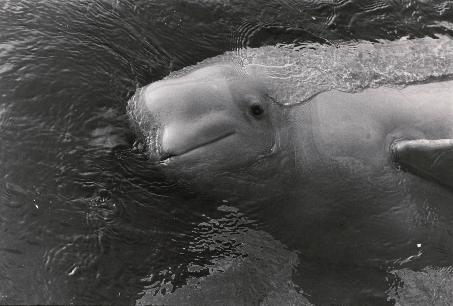 Untitled (A bottle nosed dolphin?)
